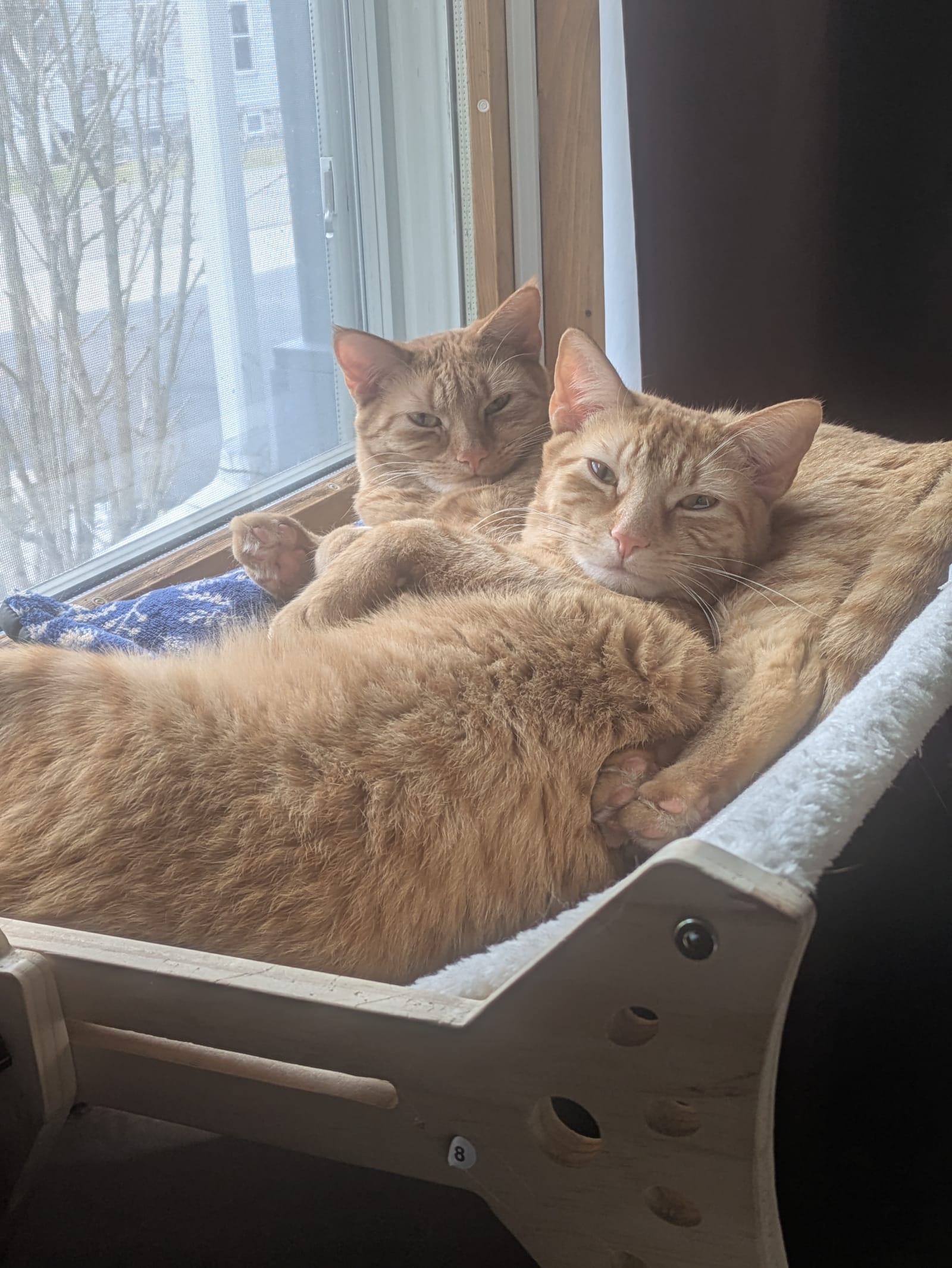 Petspiration Spotlight: Frank & Ellie Mae