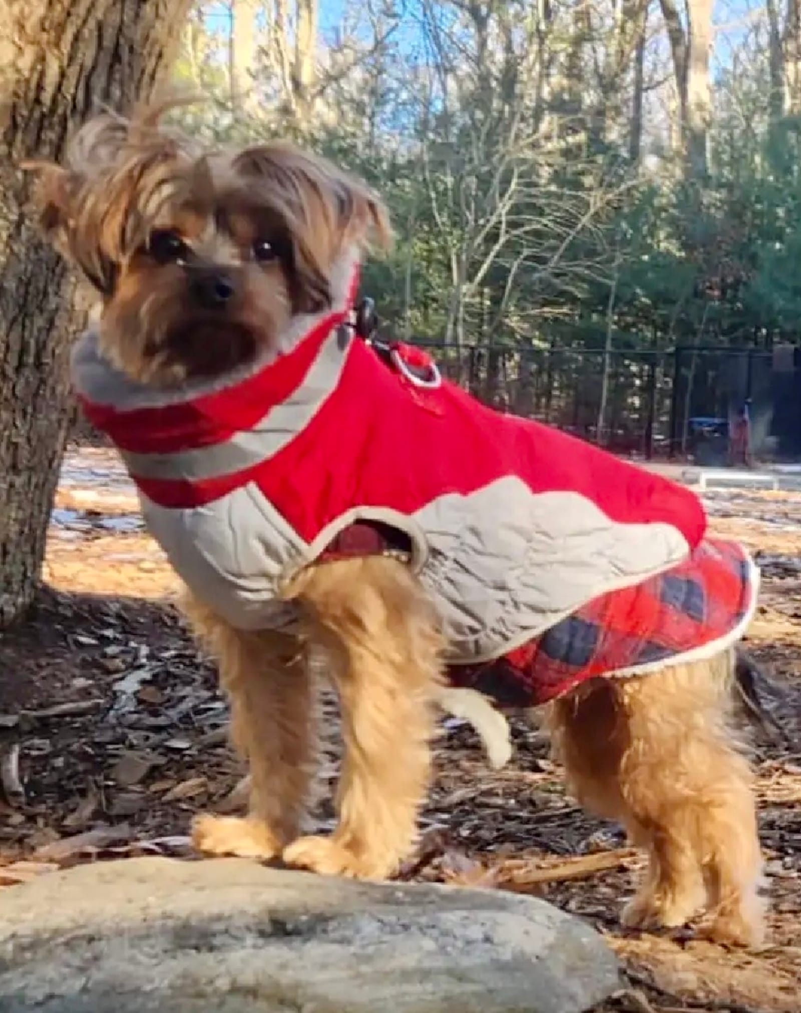 Petspiration Spotlight: Frankie