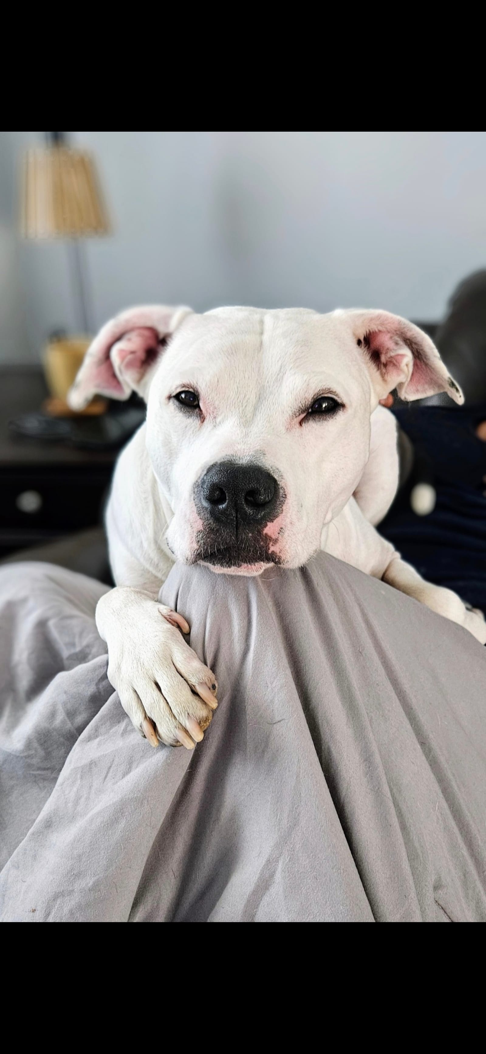 Petspiration Spotlight: Frankie Xavier