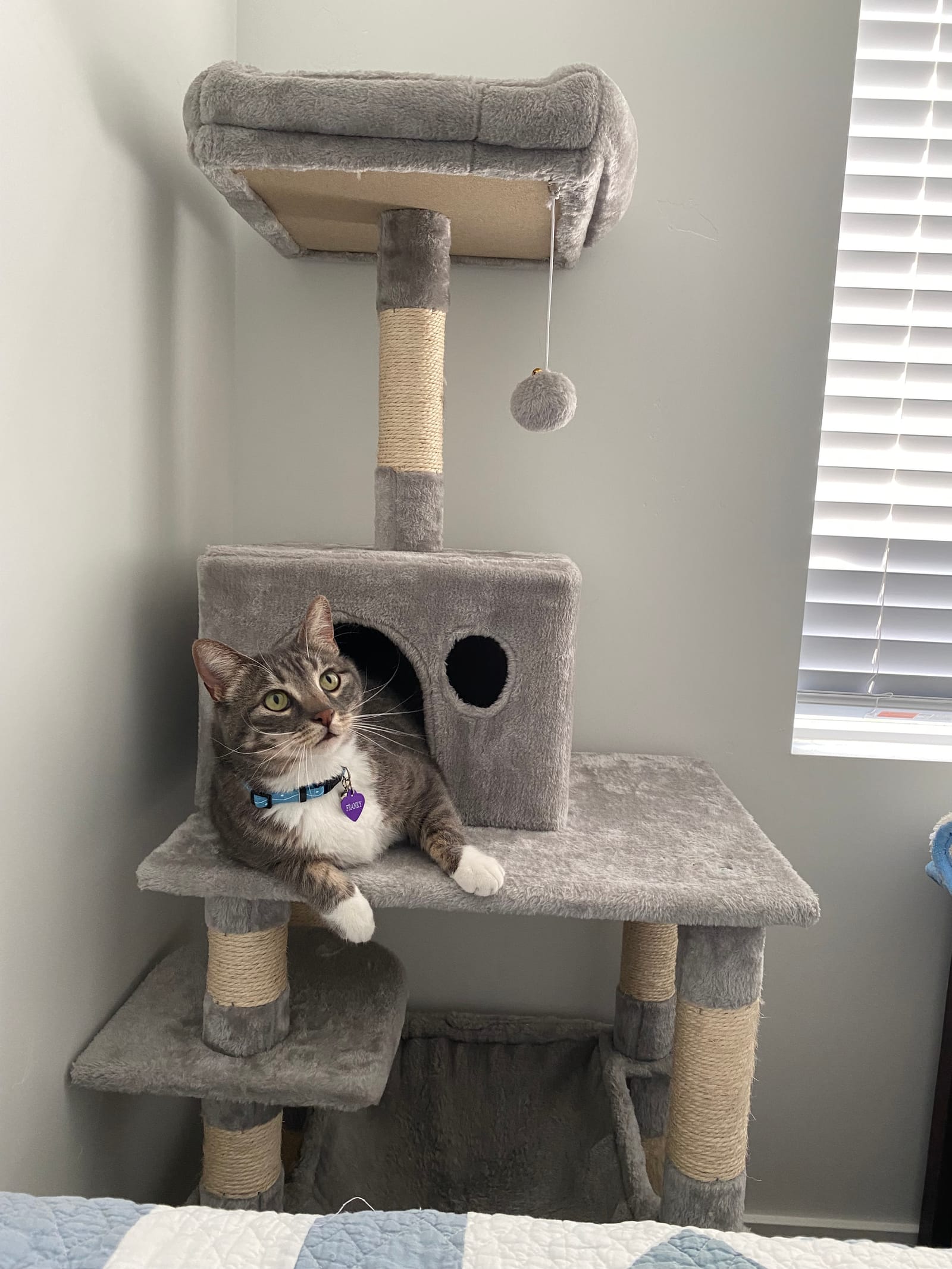 Petspiration Spotlight: Franky
