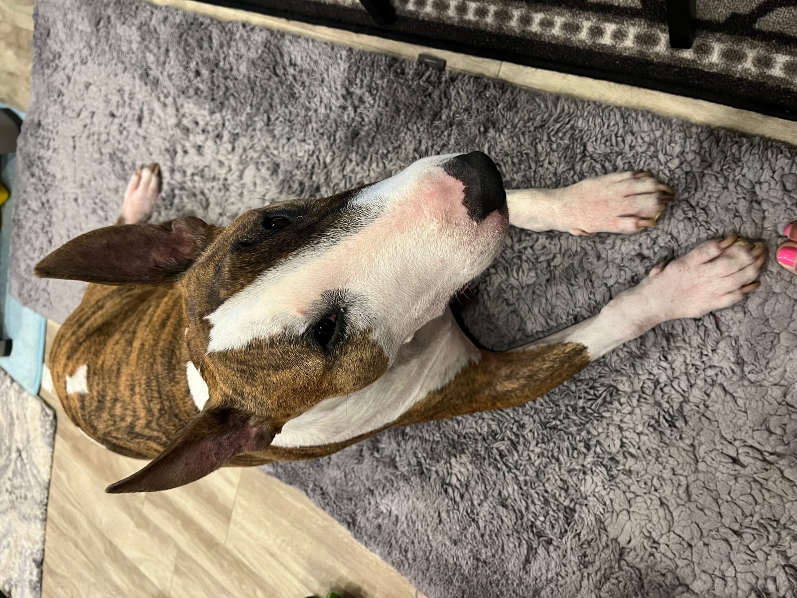 Petspiration Spotlight: Rex Freddie Mummert