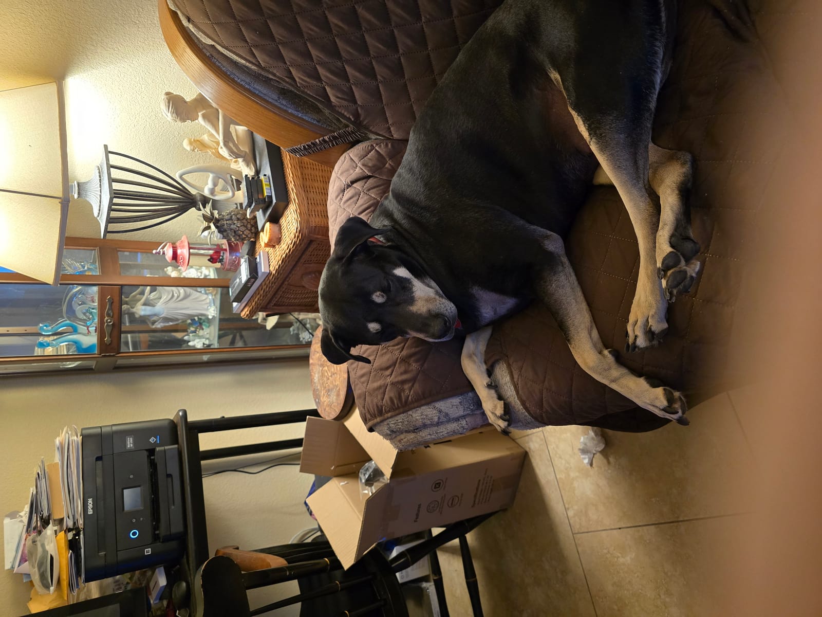 Petspiration Spotlight: Freida