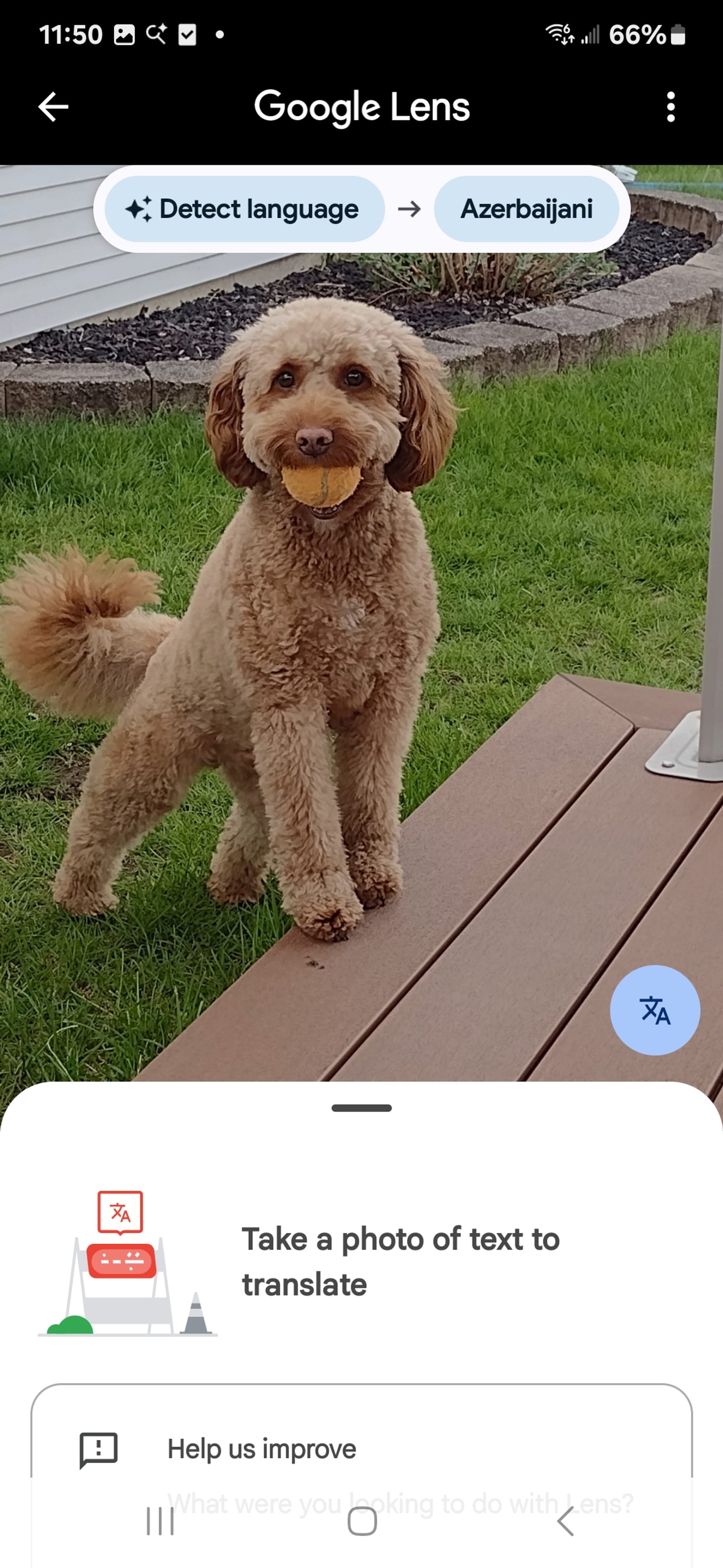 Petspiration Spotlight: Frodo