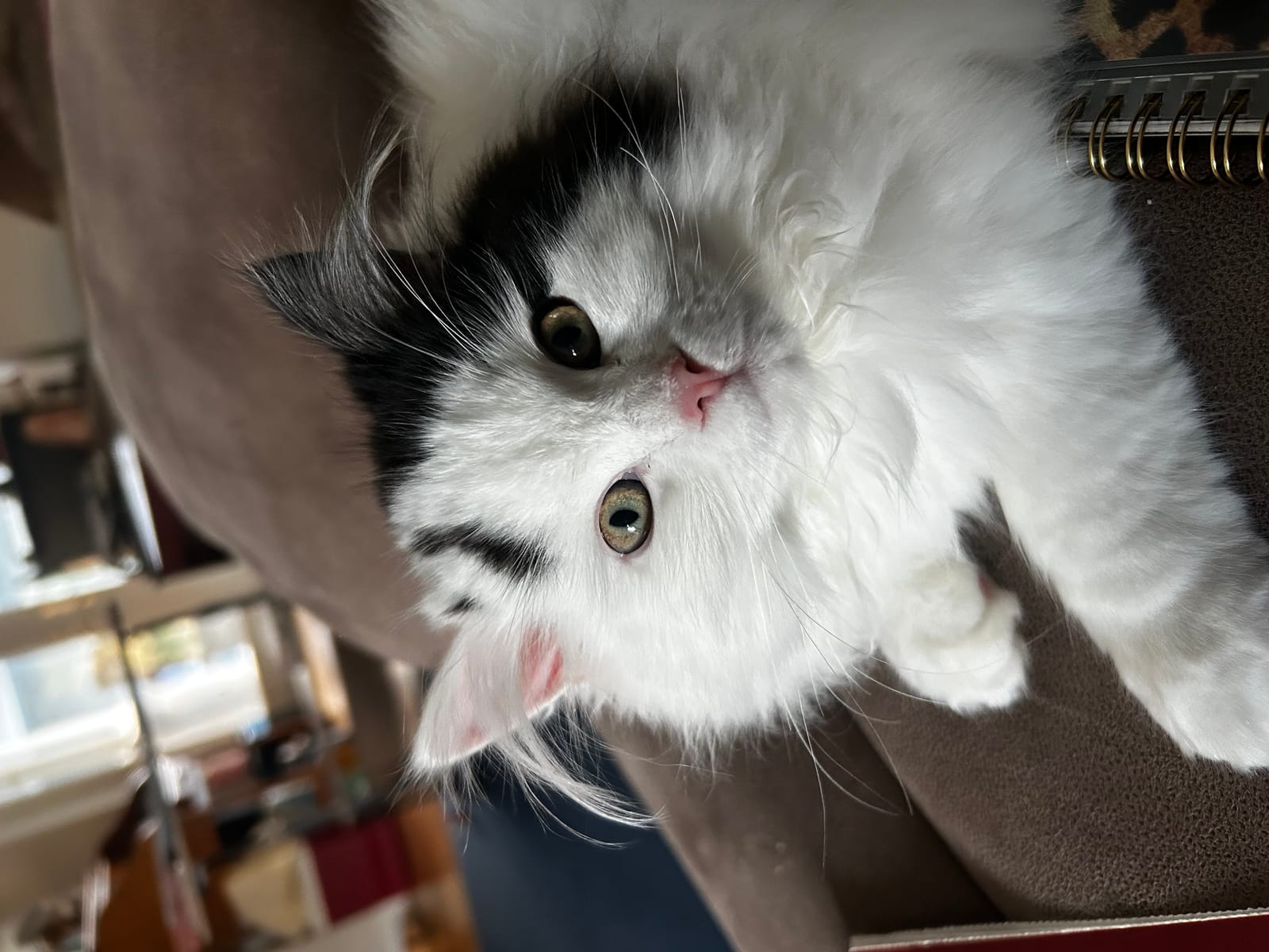 Petspiration Spotlight: Frosty Flakes