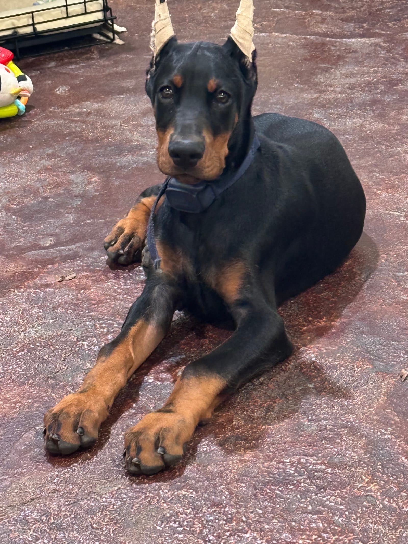 Petspiration Spotlight: Gabriel