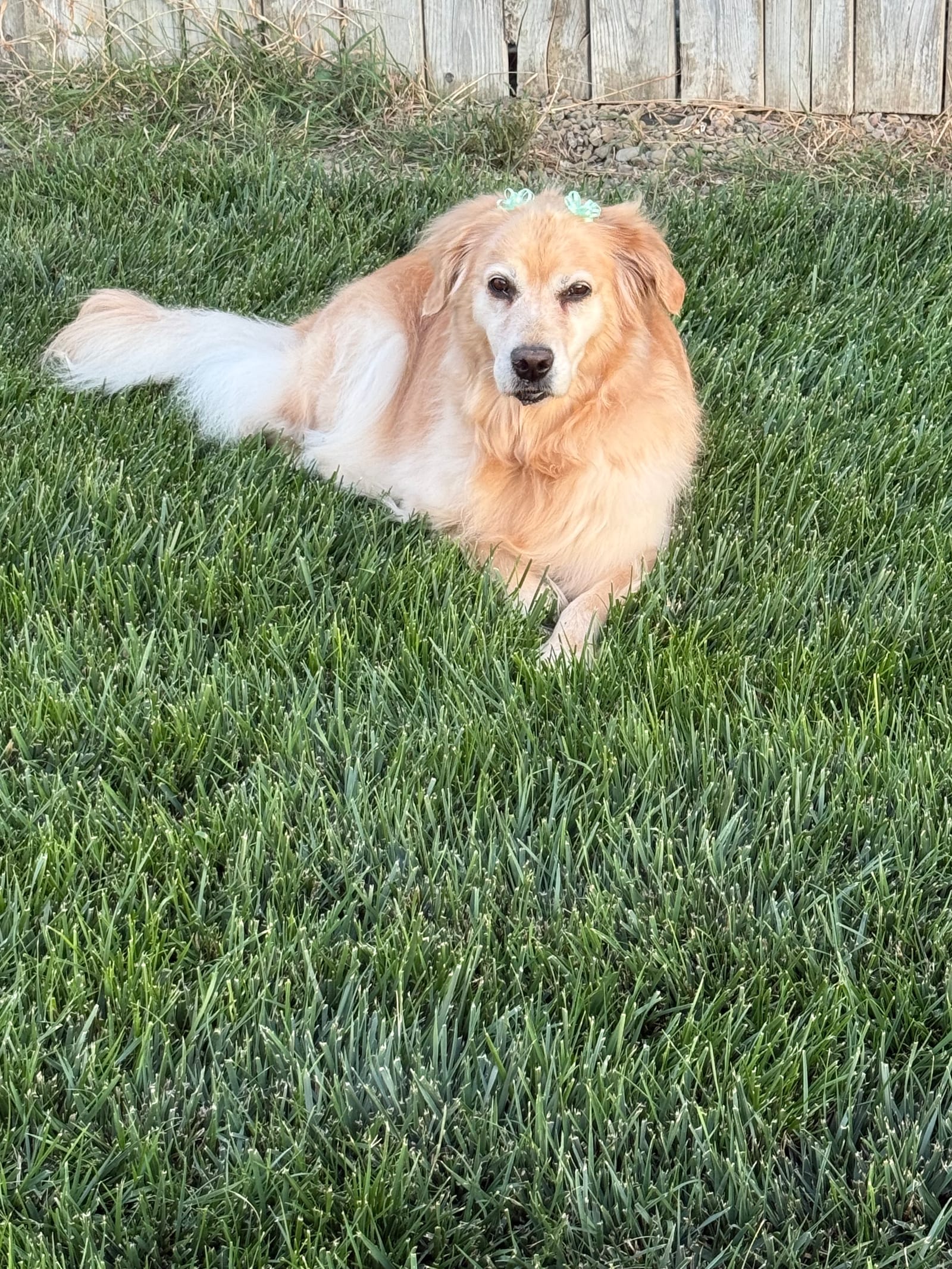 Petspiration Spotlight: Gemma