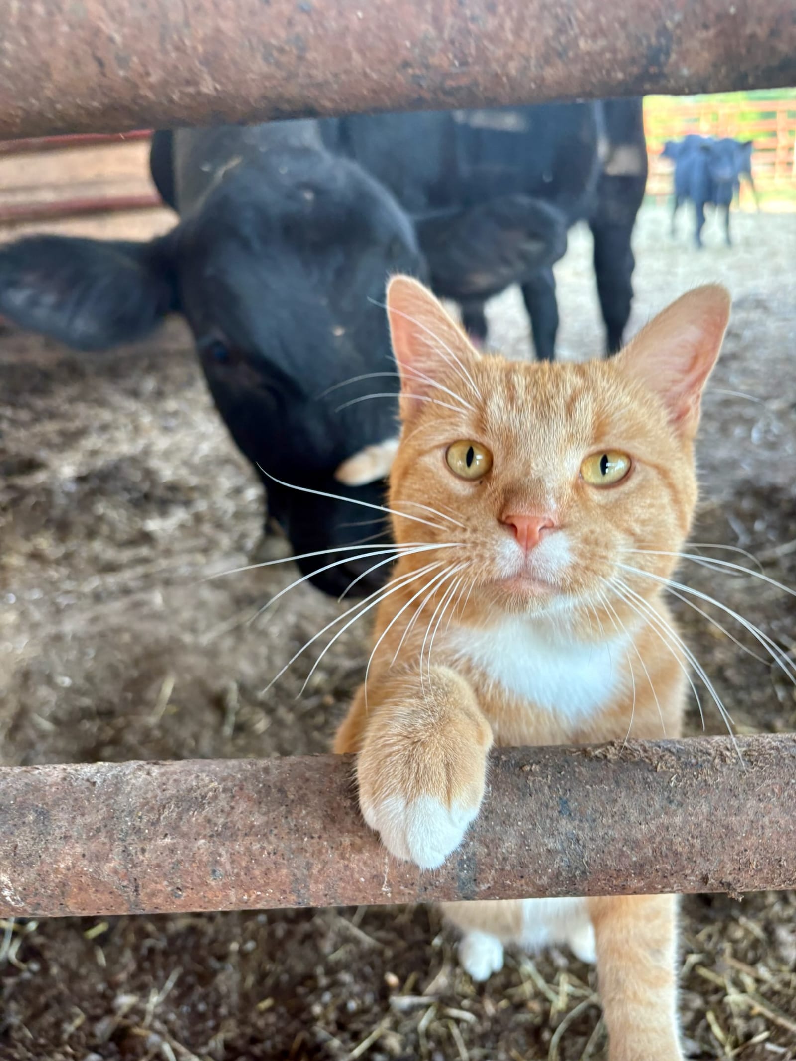 Petspiration Spotlight: George