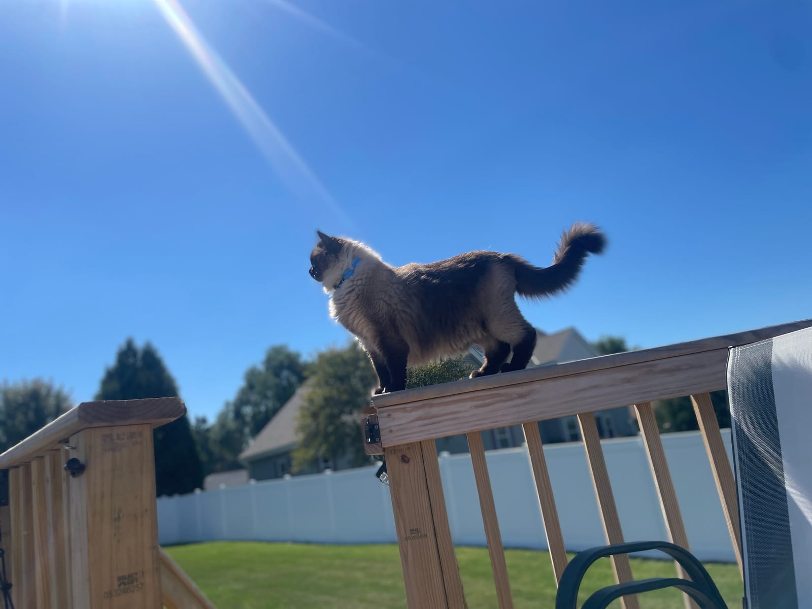 Petspiration Spotlight: George