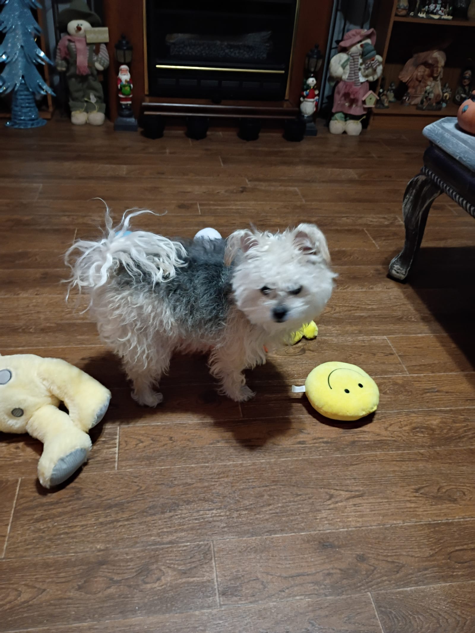 Petspiration Spotlight: Georgia