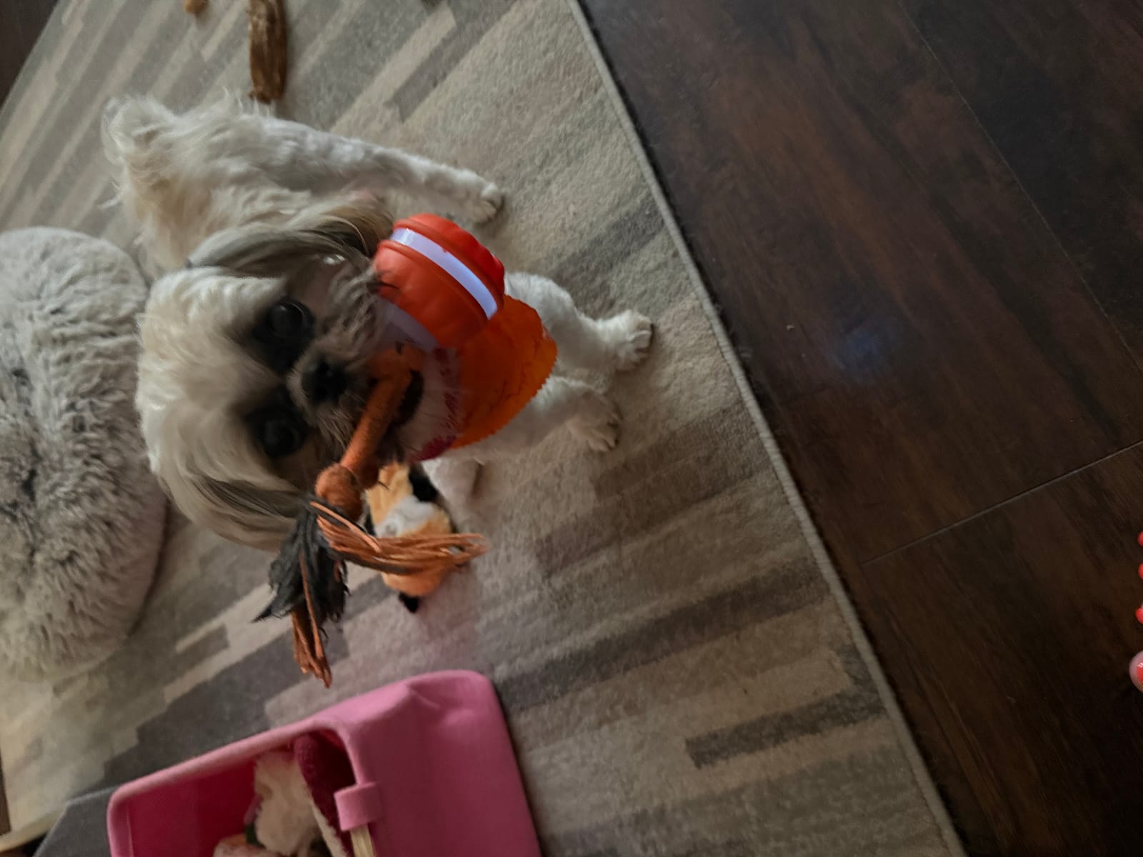 Petspiration Spotlight: Georgia Ray