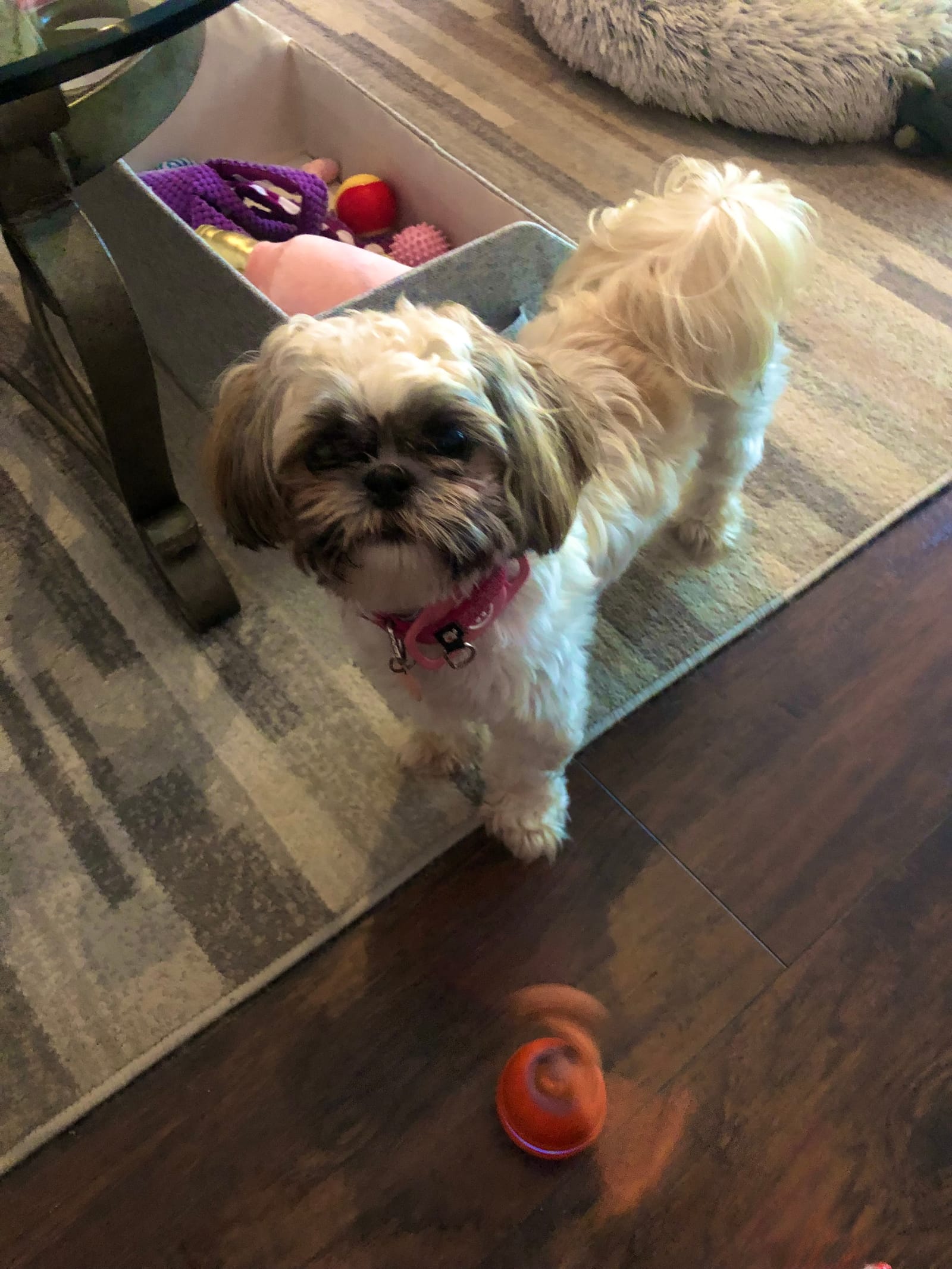 Petspiration Spotlight: Georgia Ray