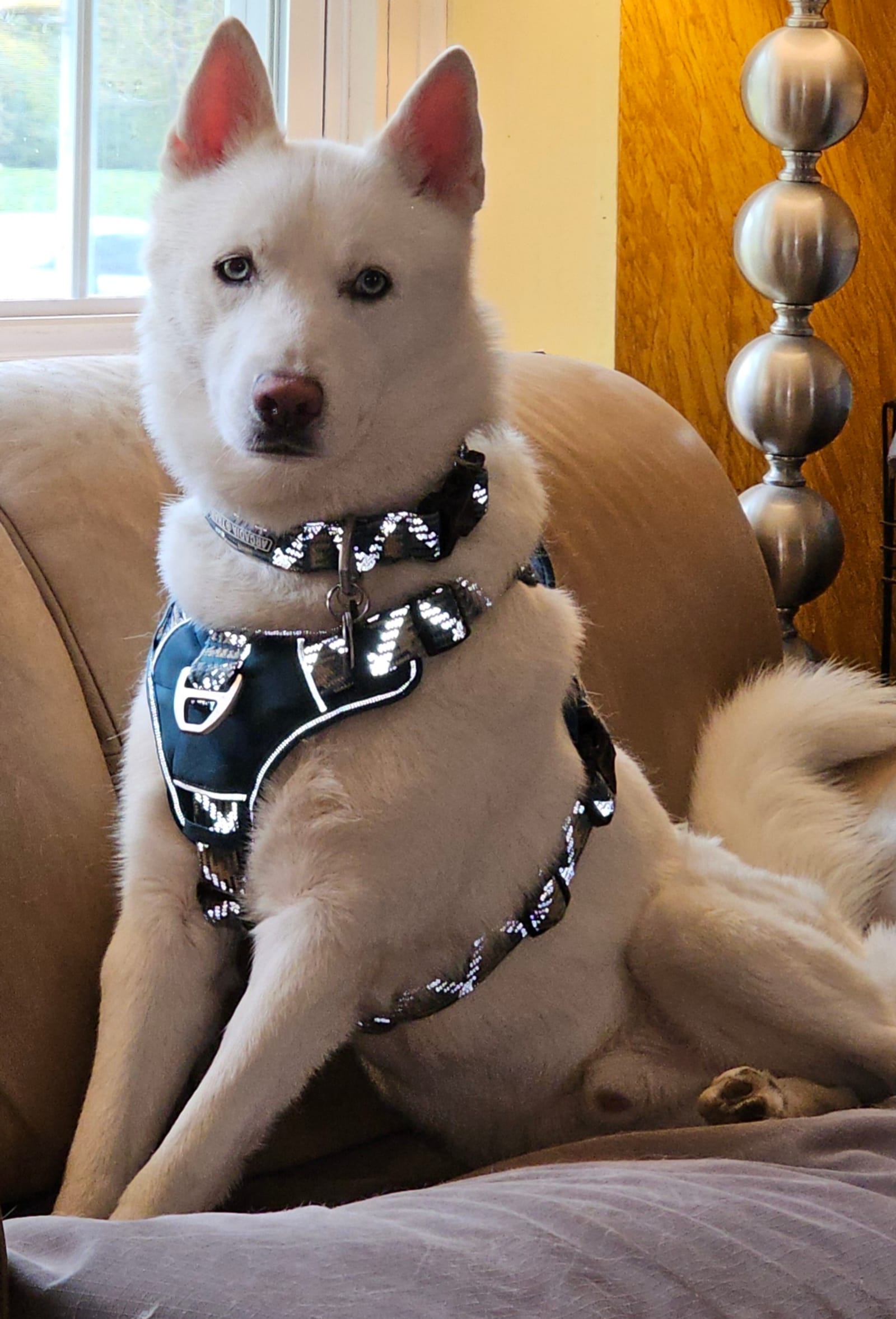 Petspiration Spotlight: Ghost
