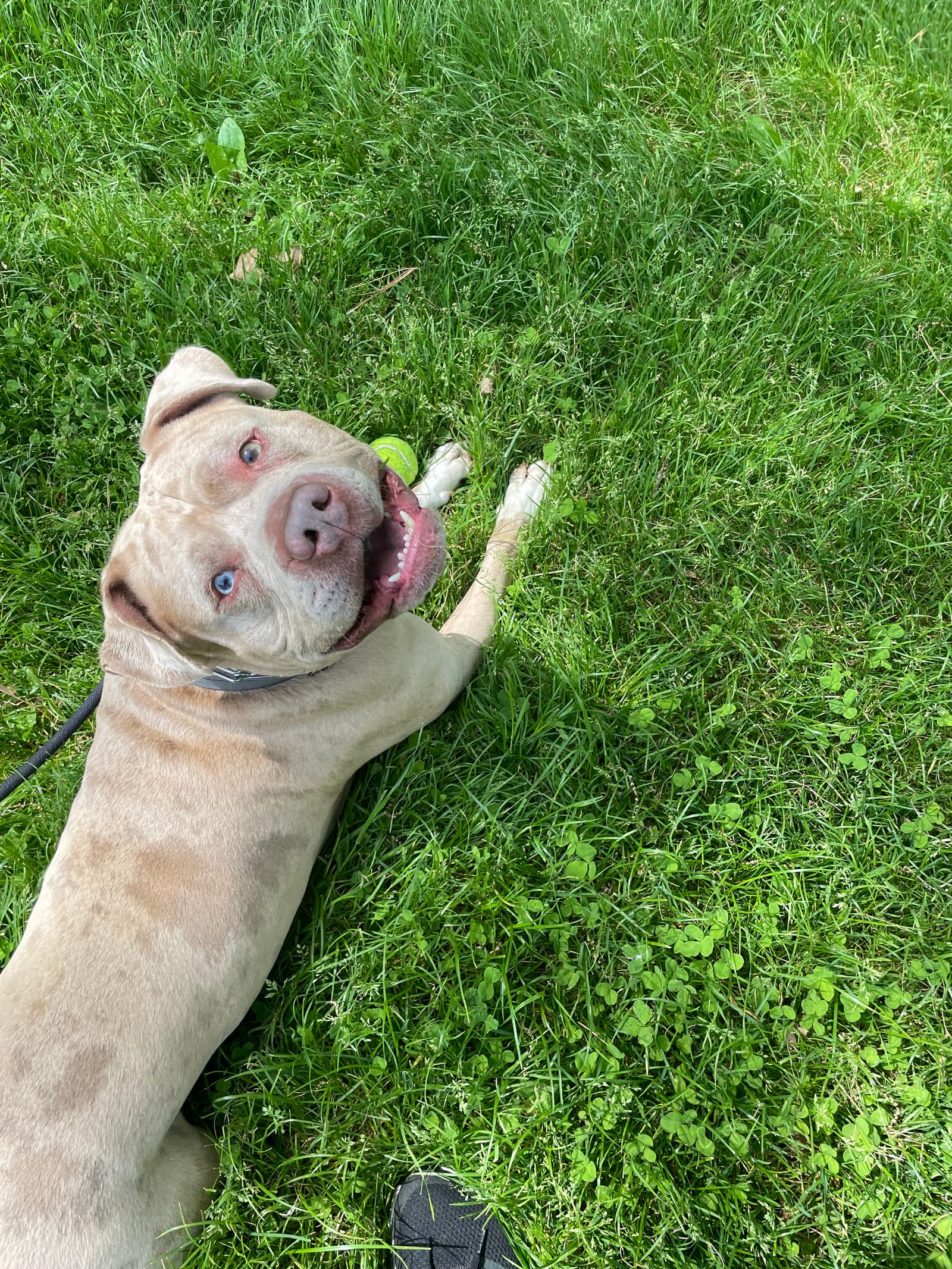 Petspiration Spotlight: Ghost