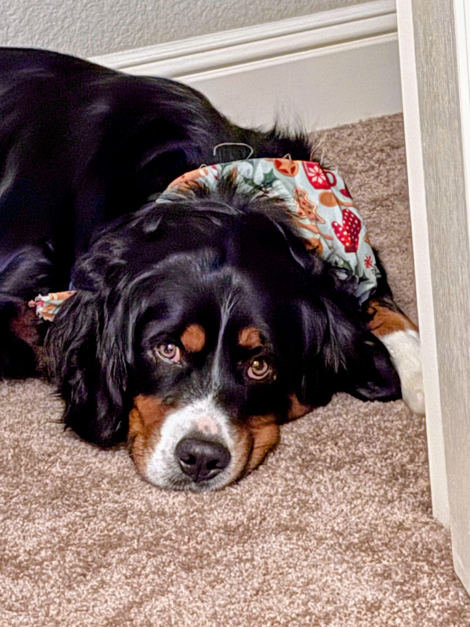 Petspiration Spotlight: LJ Gibbs