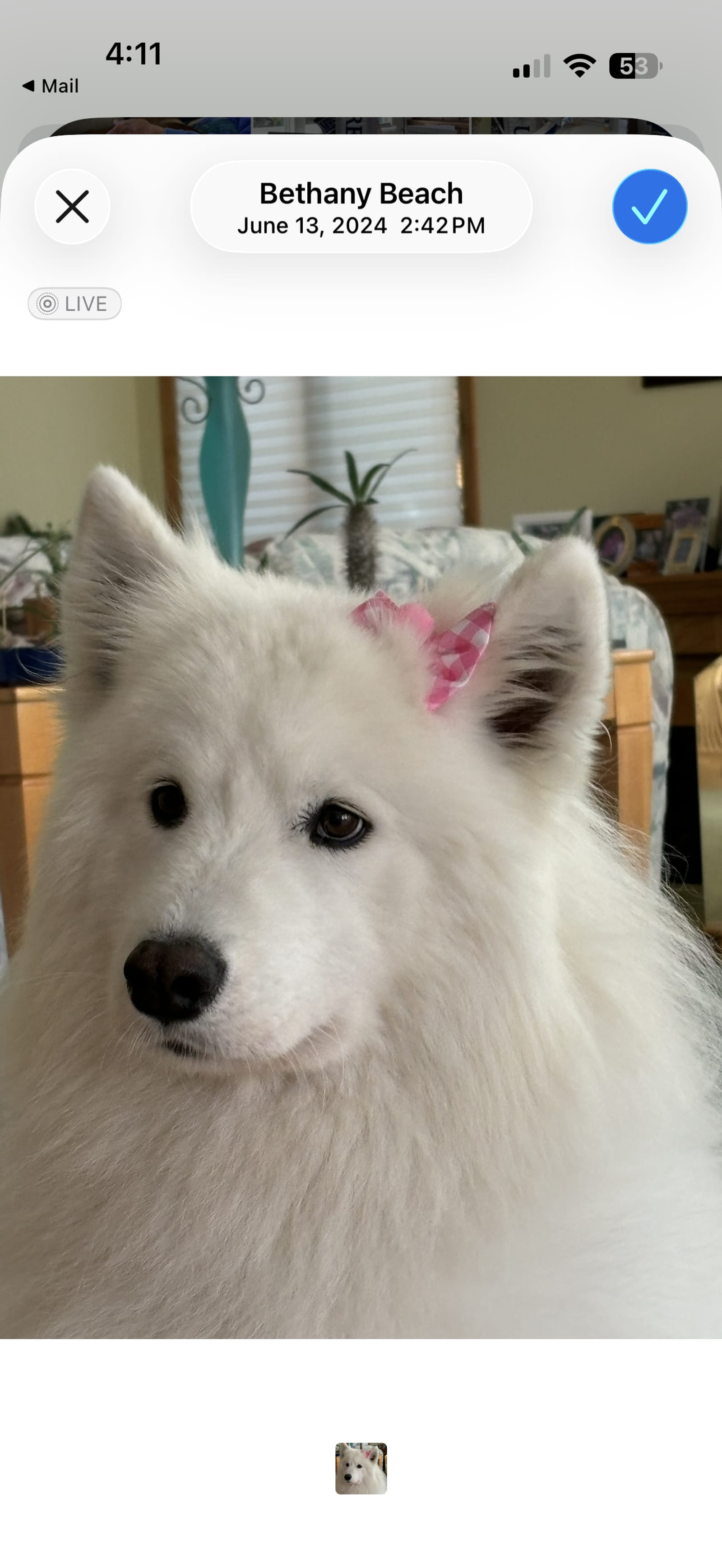 Petspiration Spotlight: Gidget
