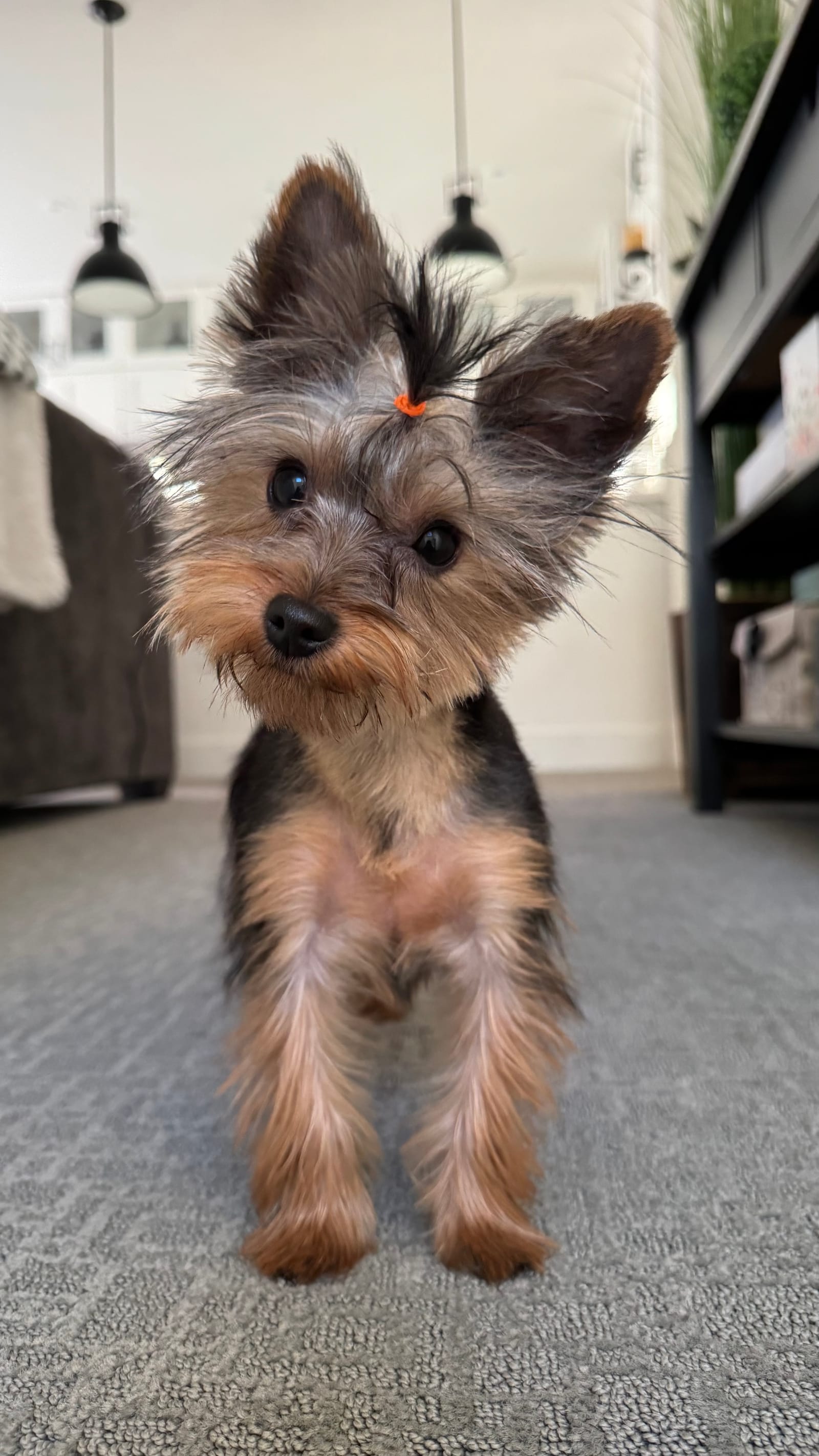 Petspiration Spotlight: Gigi