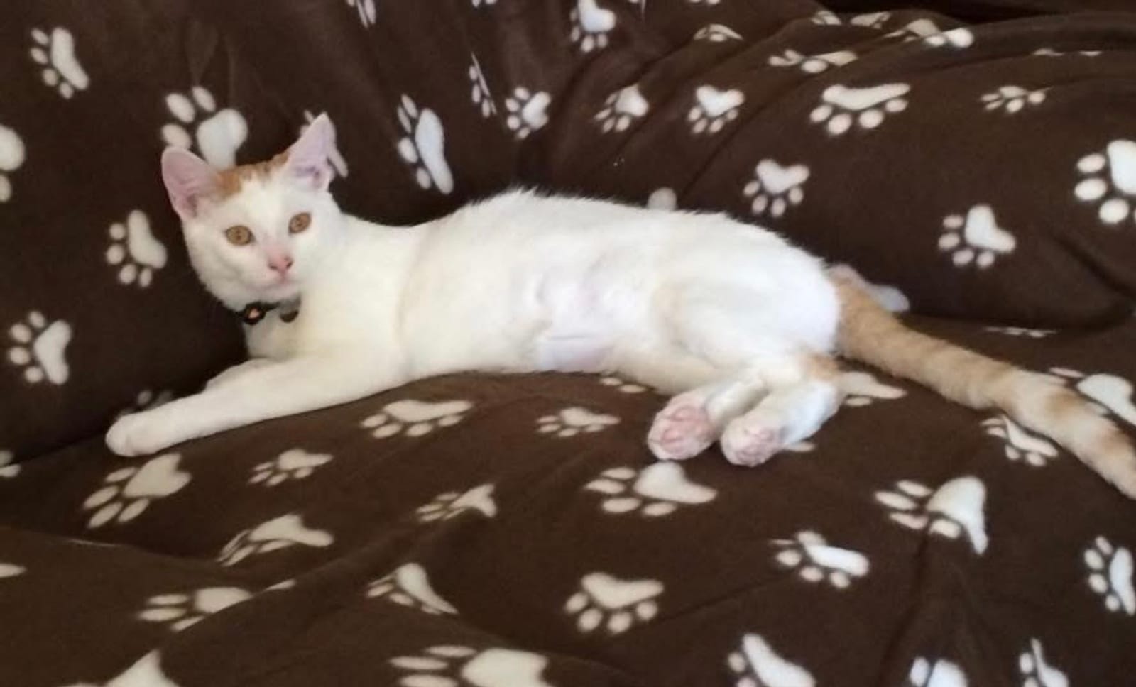 Petspiration Spotlight: Gigolo