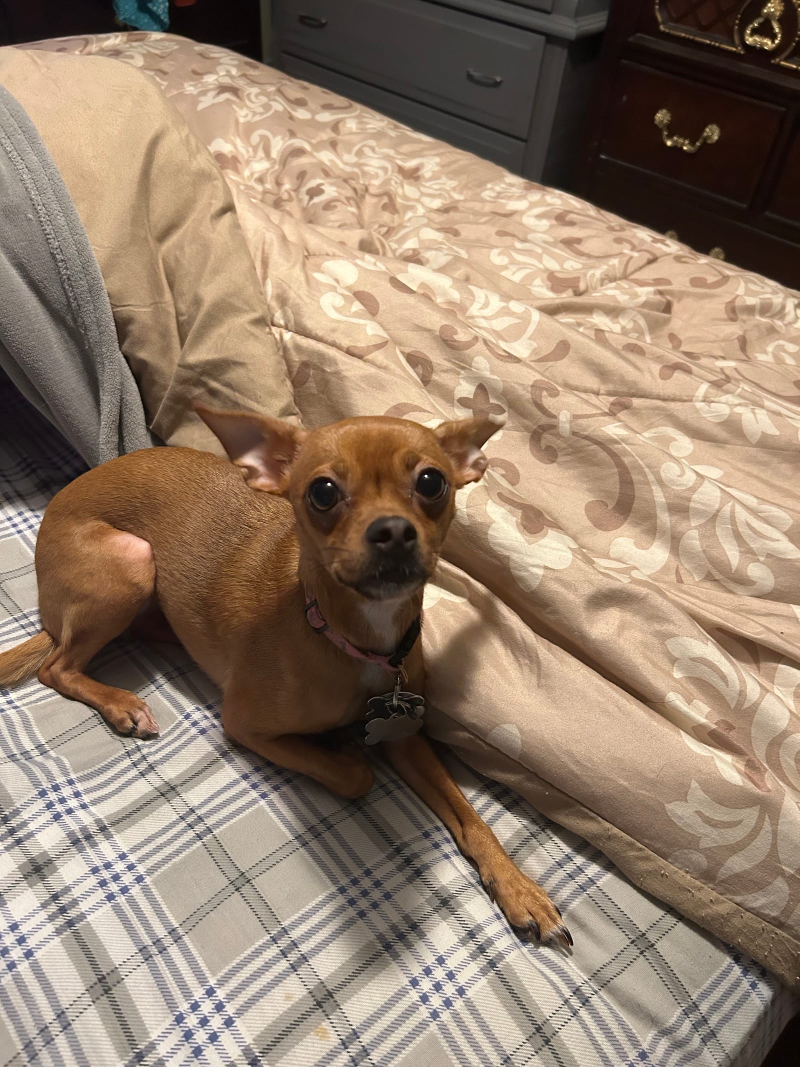 Petspiration Spotlight: Ginger