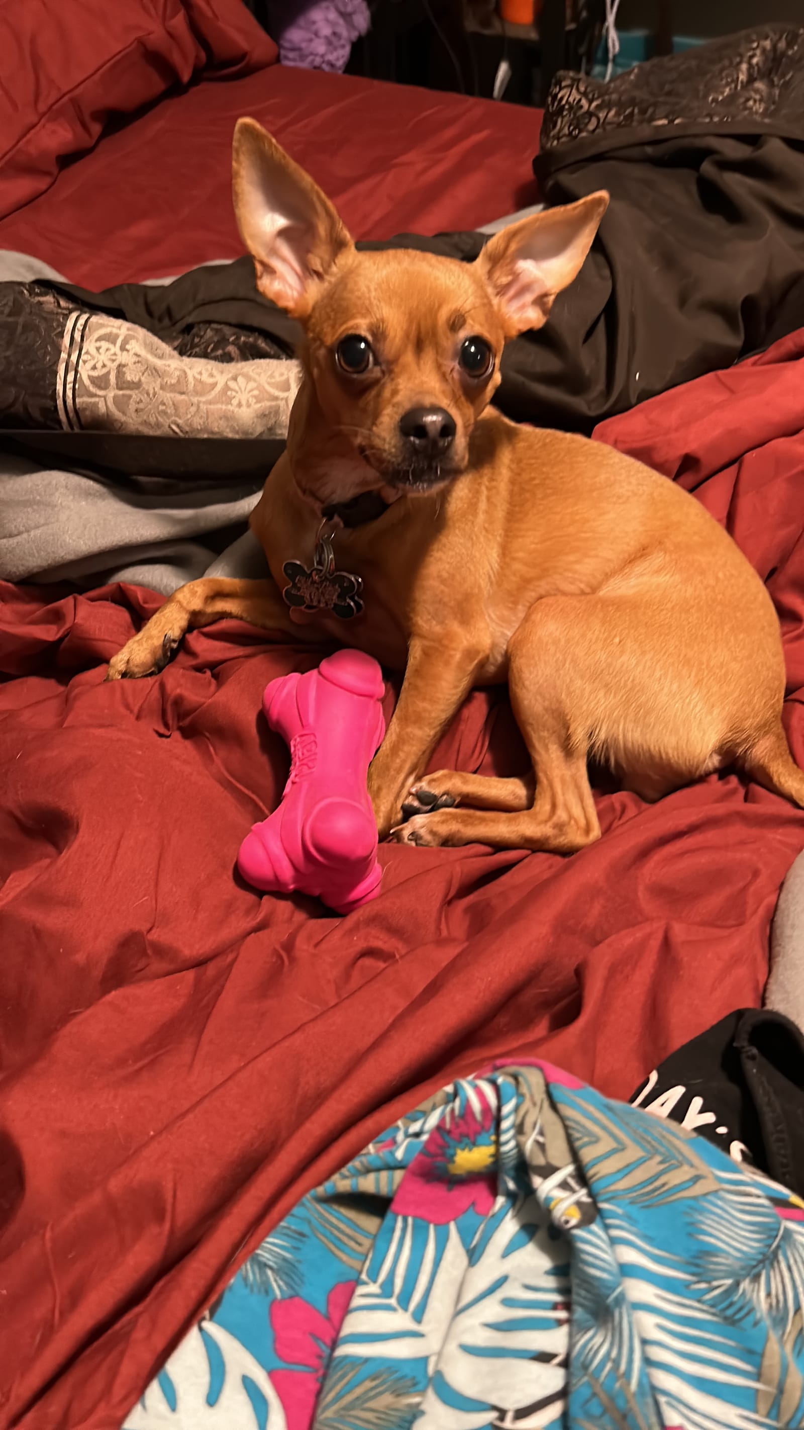 Petspiration Spotlight: Ginger