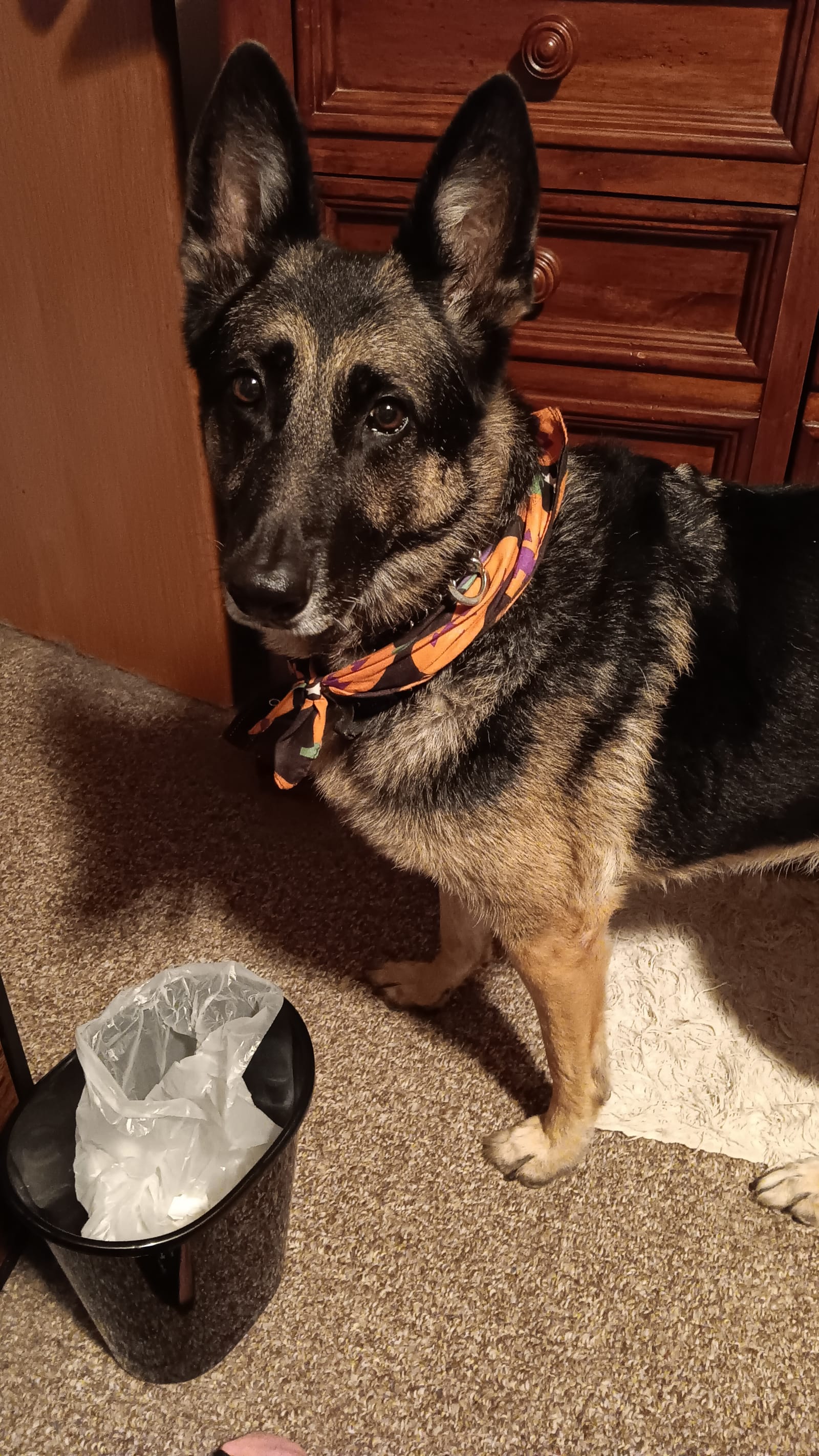 Petspiration Spotlight: Ginger