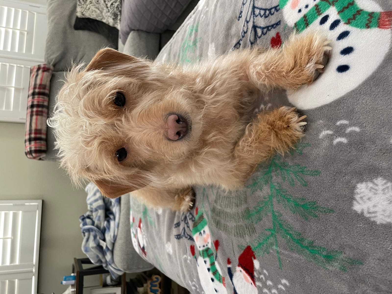 Petspiration Spotlight: Ginger