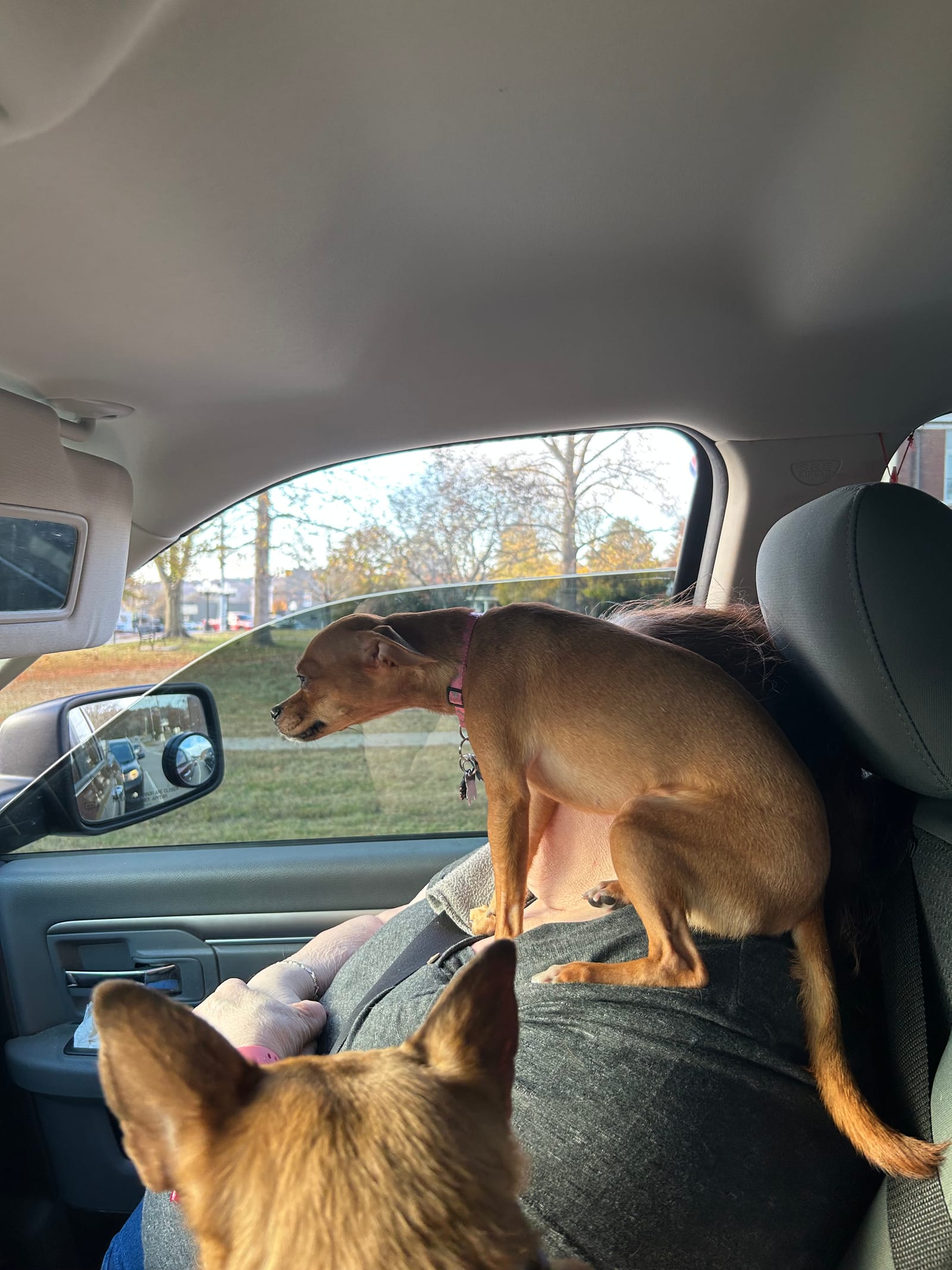 Petspiration Spotlight: Ginger Ann