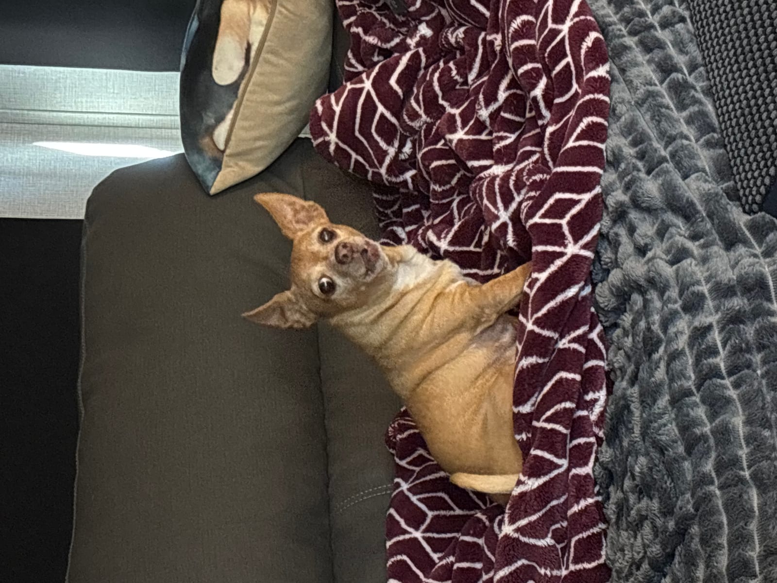 Petspiration Spotlight: Ginger