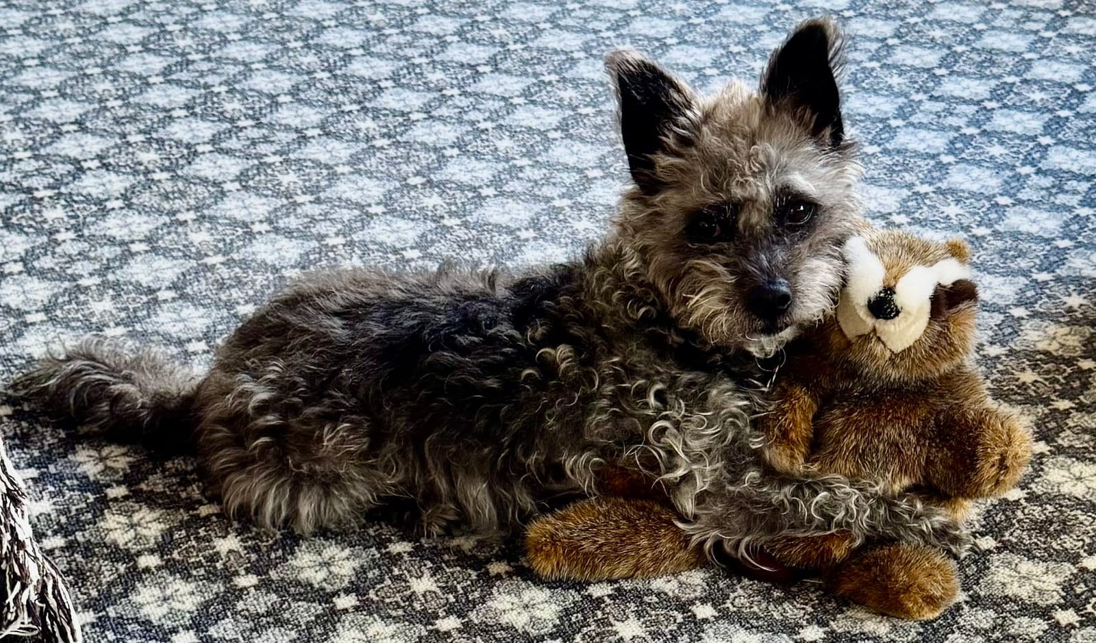 Petspiration Spotlight: Gizmo