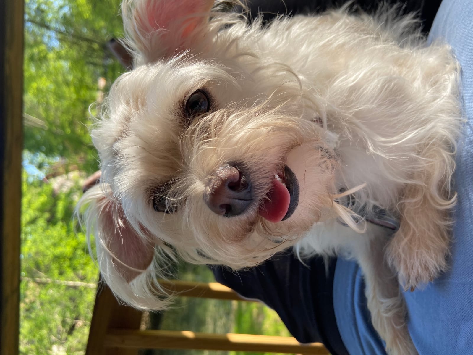 Petspiration Spotlight: Gracie