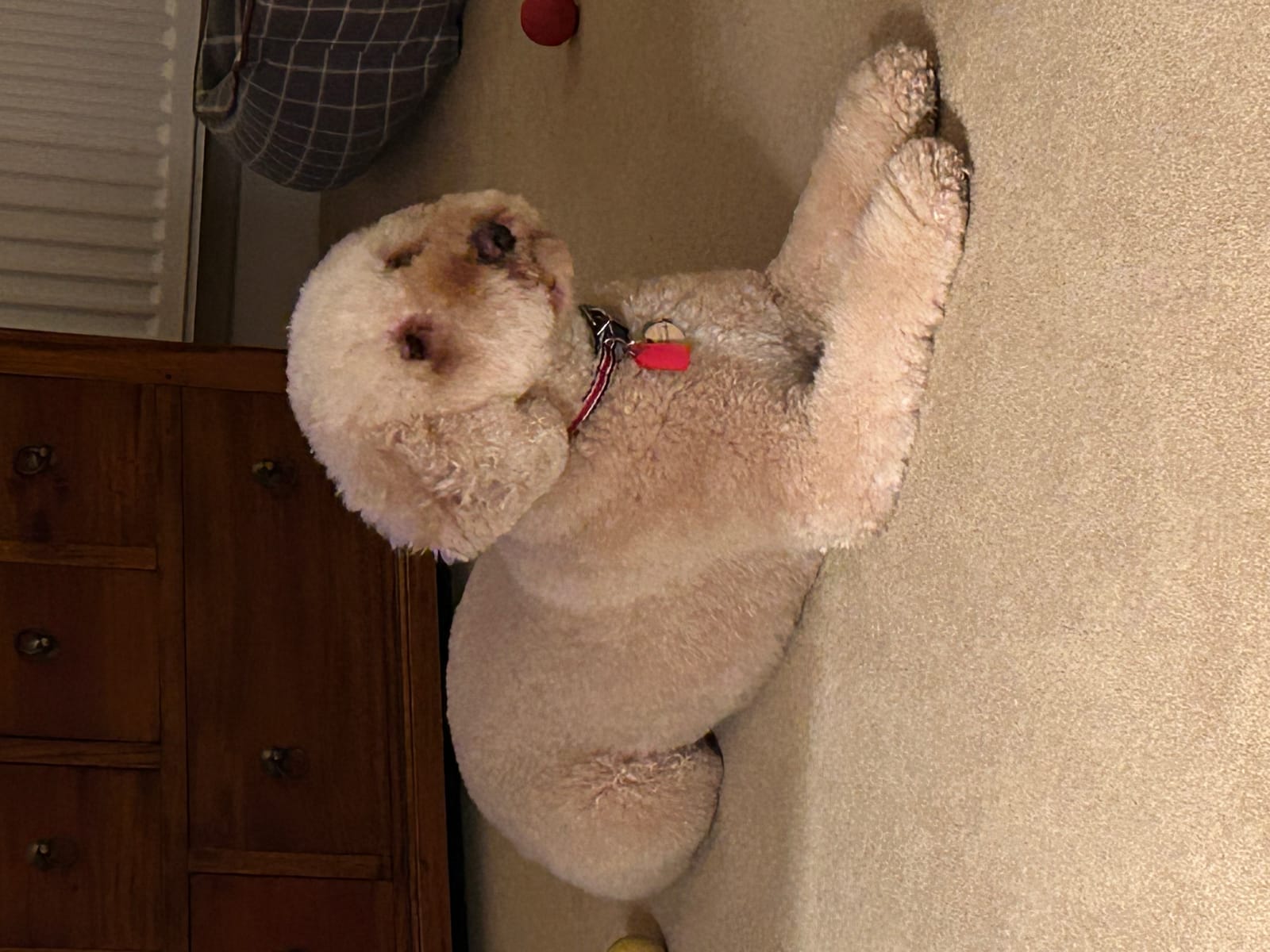 Petspiration Spotlight: Gracie