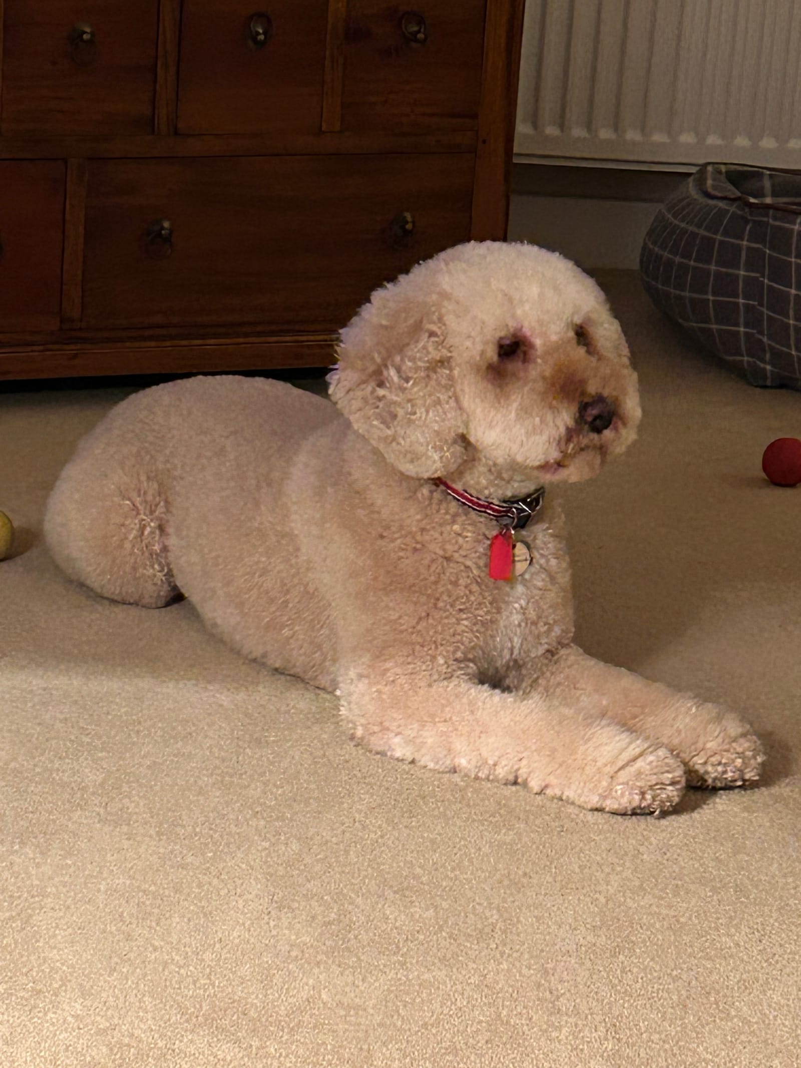 Petspiration Spotlight: Gracie