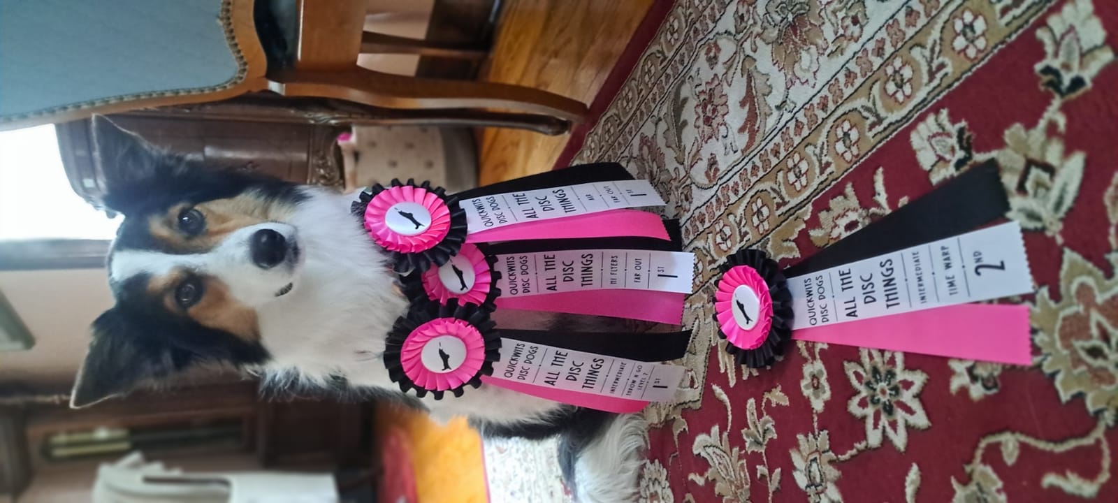 Petspiration Spotlight: Gracie Ann