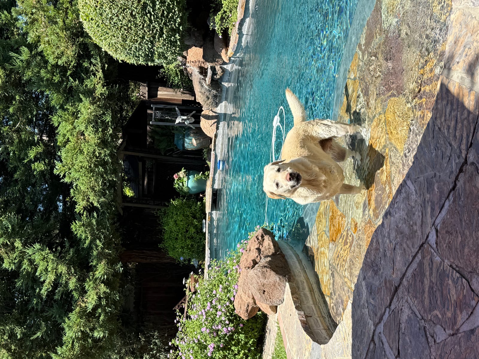 Petspiration Spotlight: Gracie