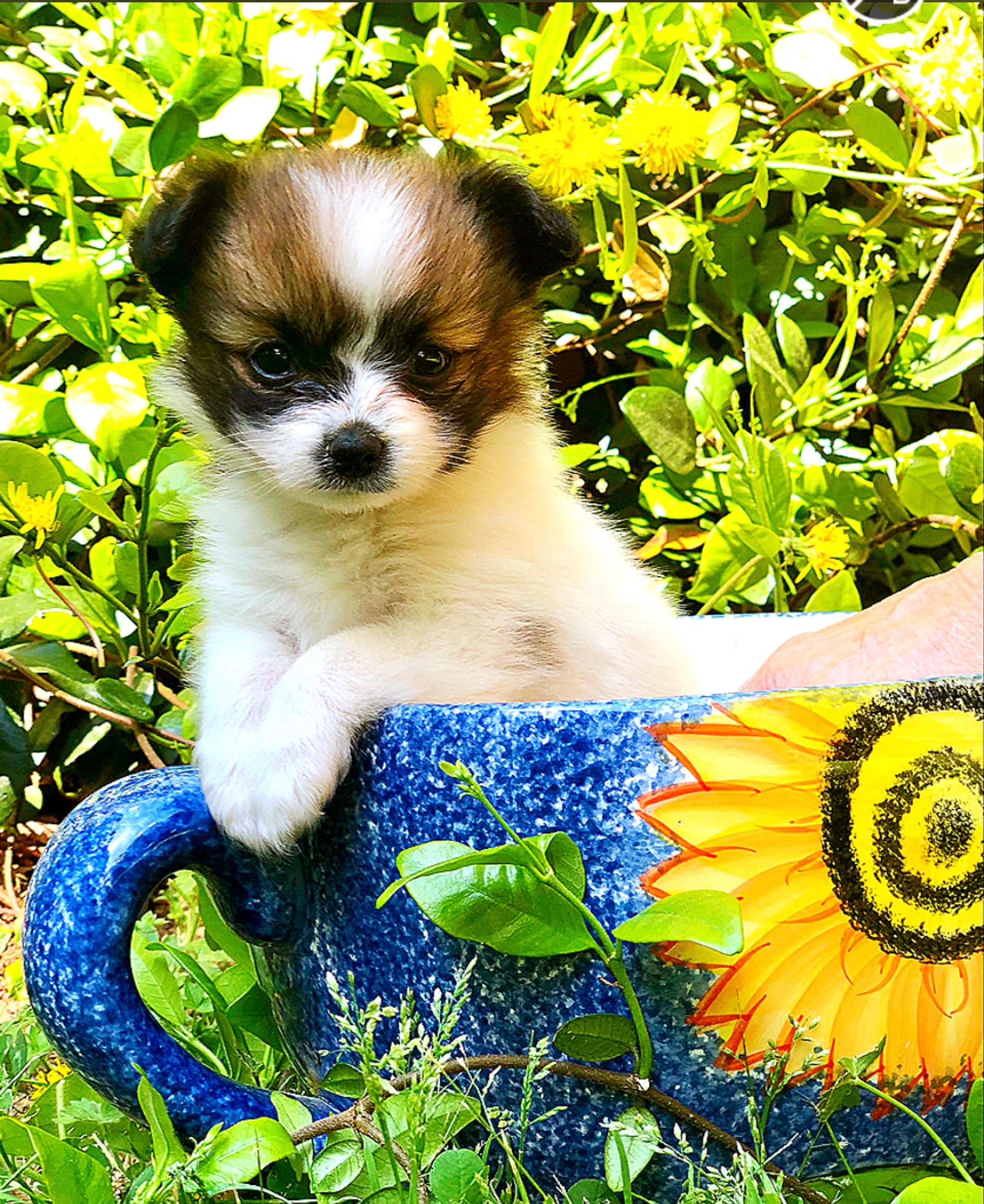 Petspiration Spotlight: Gracie Mae