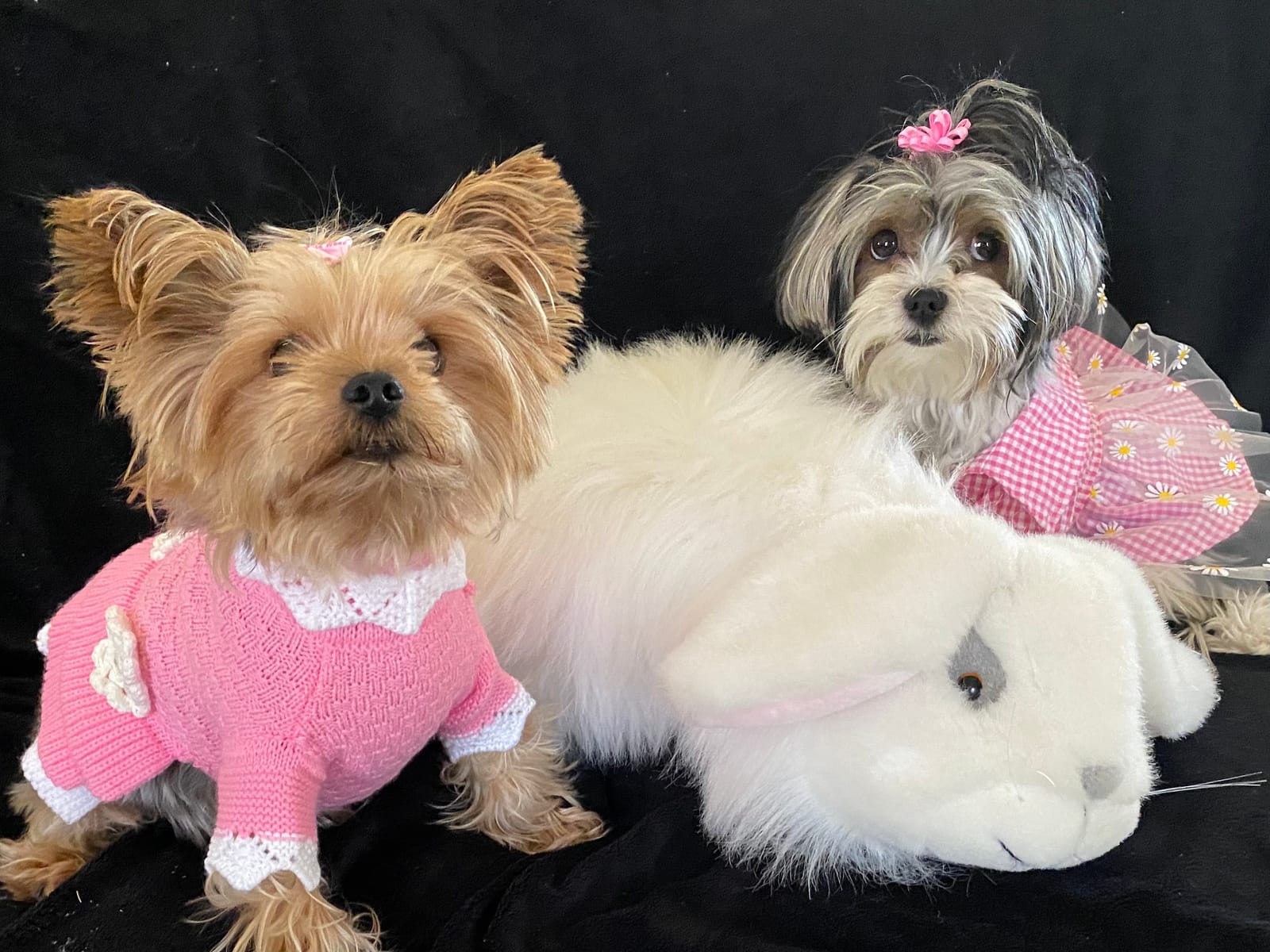 Petspiration Spotlight: Gracie & Daisy