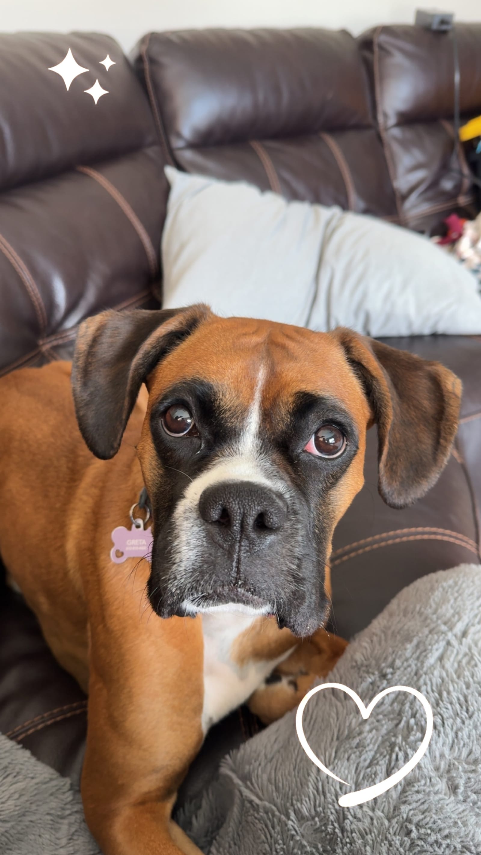 Petspiration Spotlight: Greta Grace