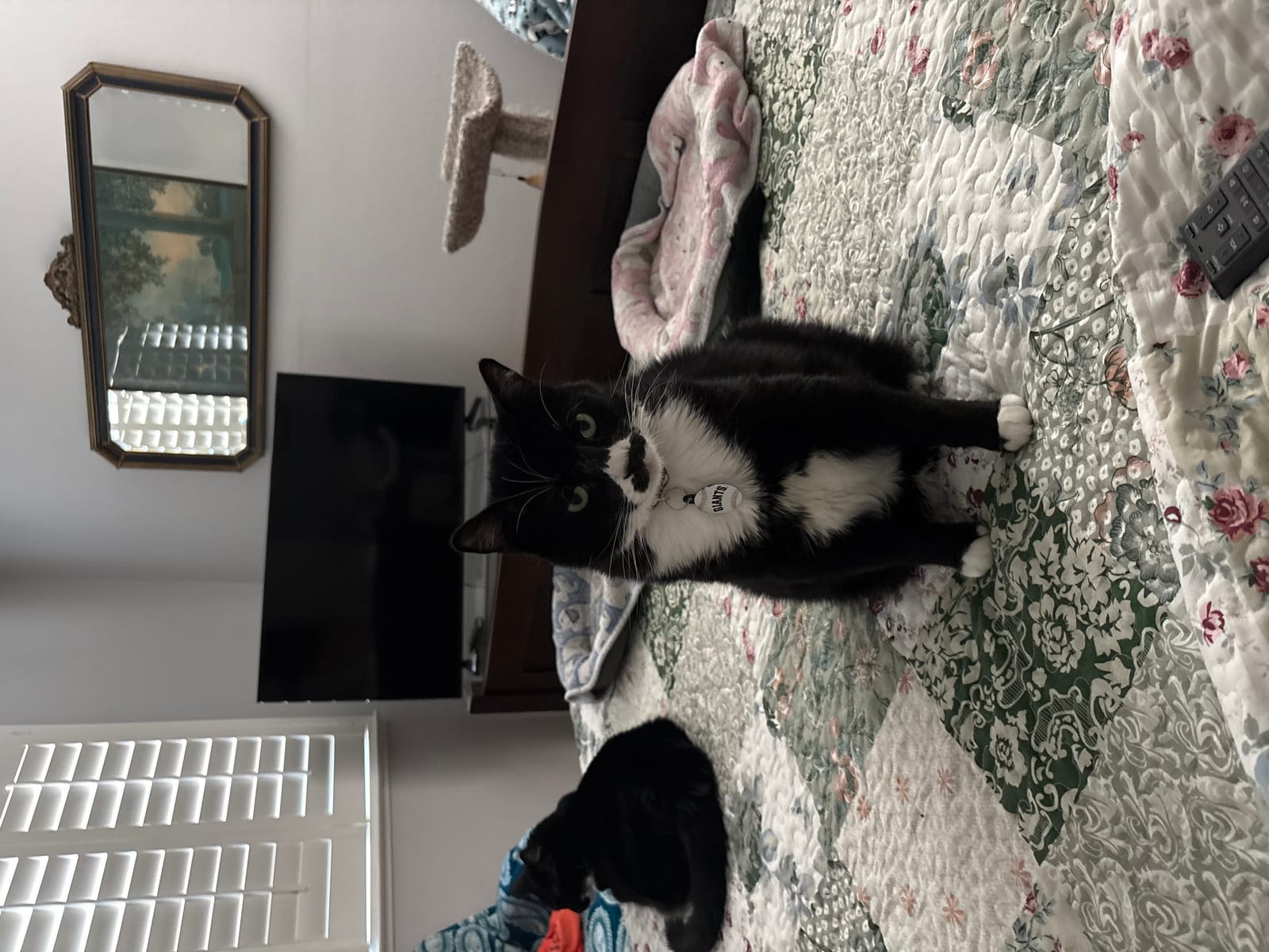 Petspiration Spotlight: Groucho