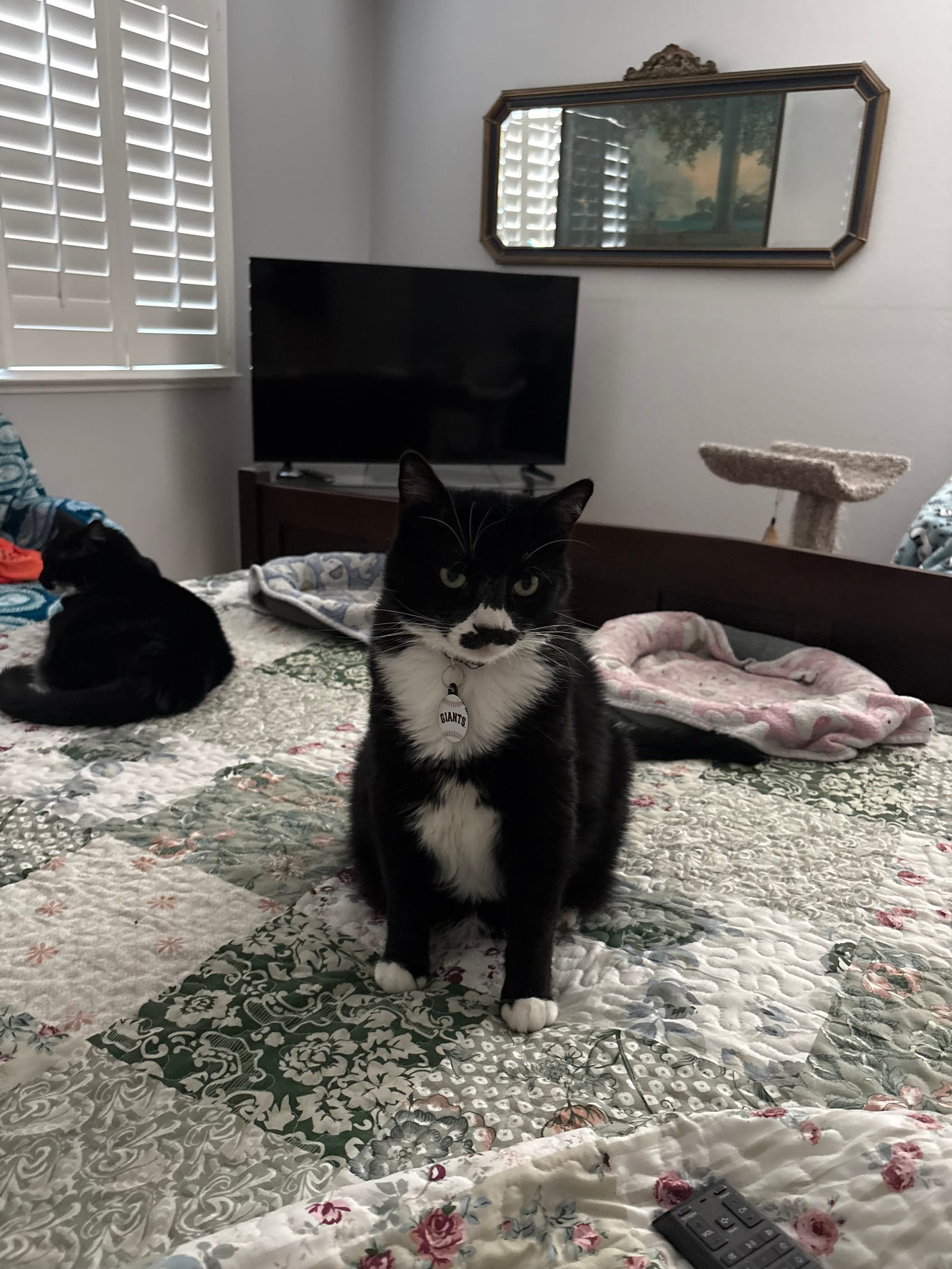 Petspiration Spotlight: Groucho