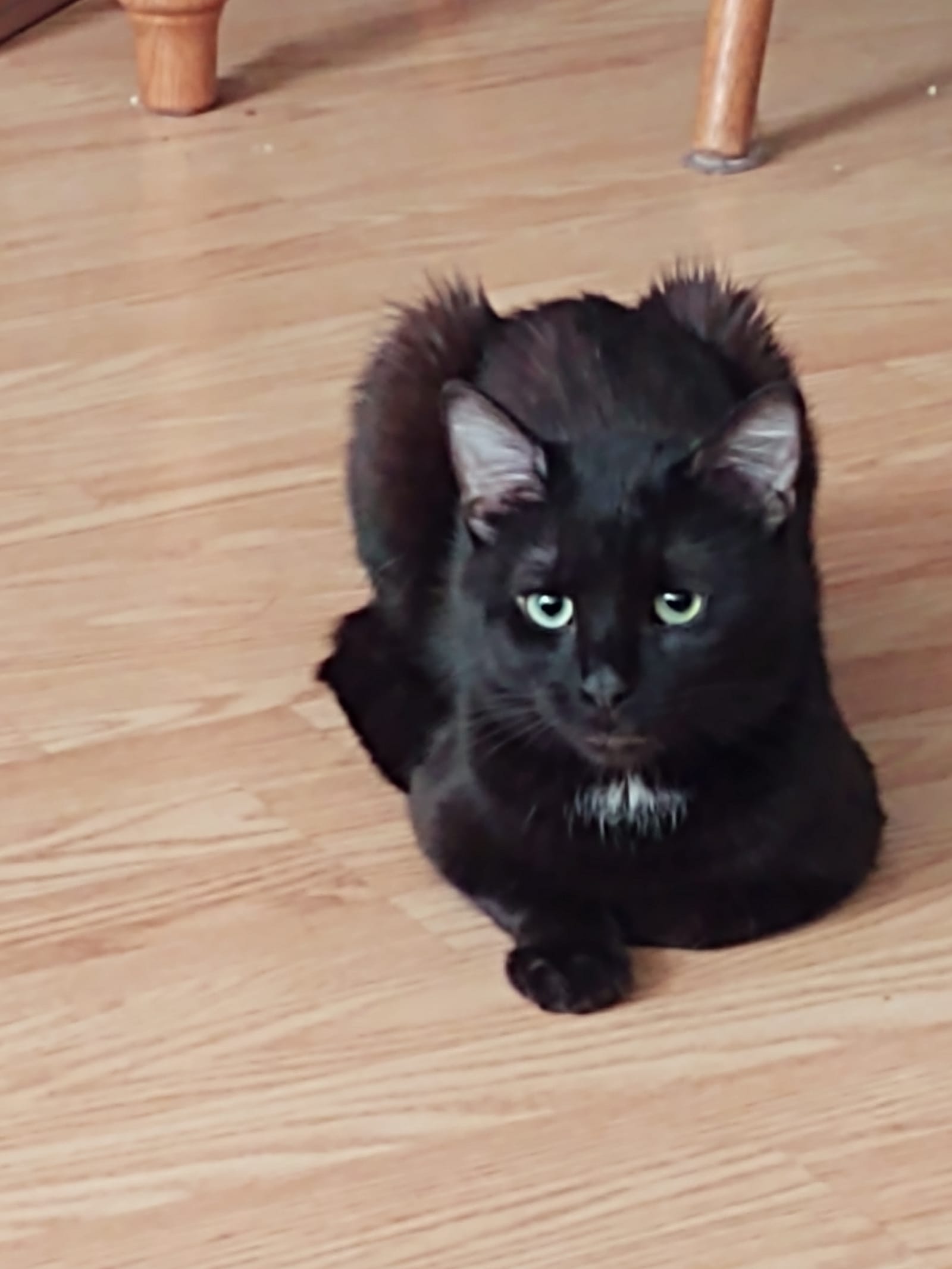 Petspiration Spotlight: Hades