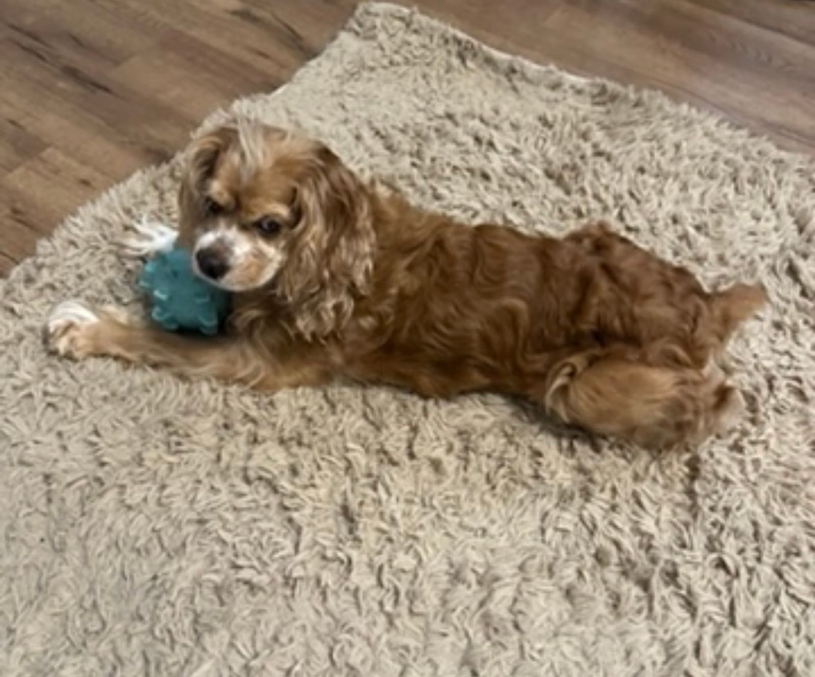 Petspiration Spotlight: Hank