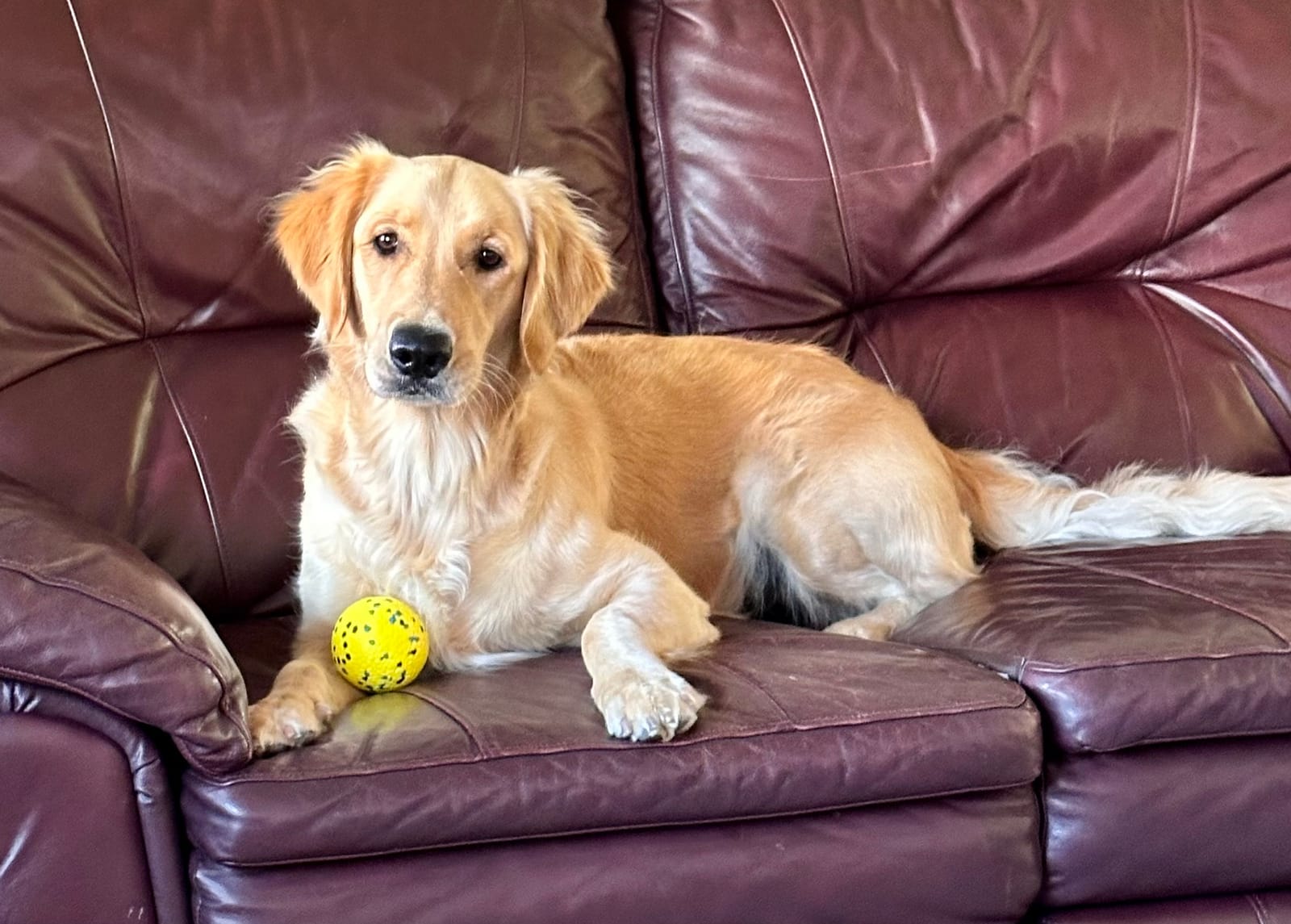 Petspiration Spotlight: Hannah