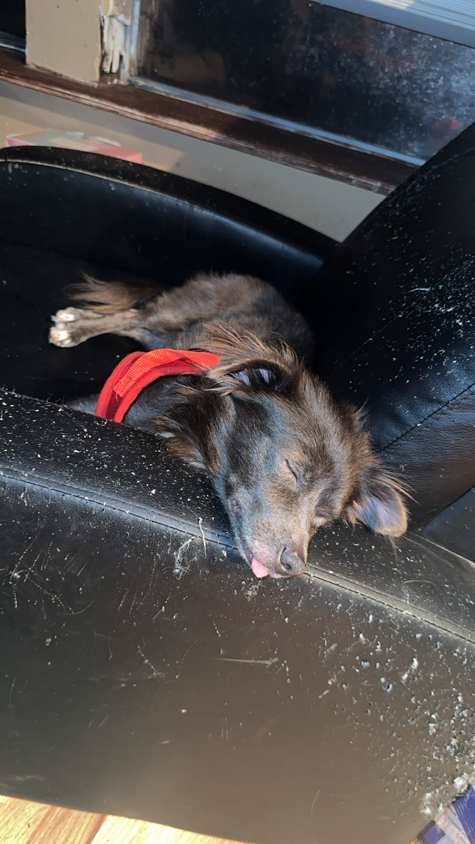 Petspiration Spotlight: Harley