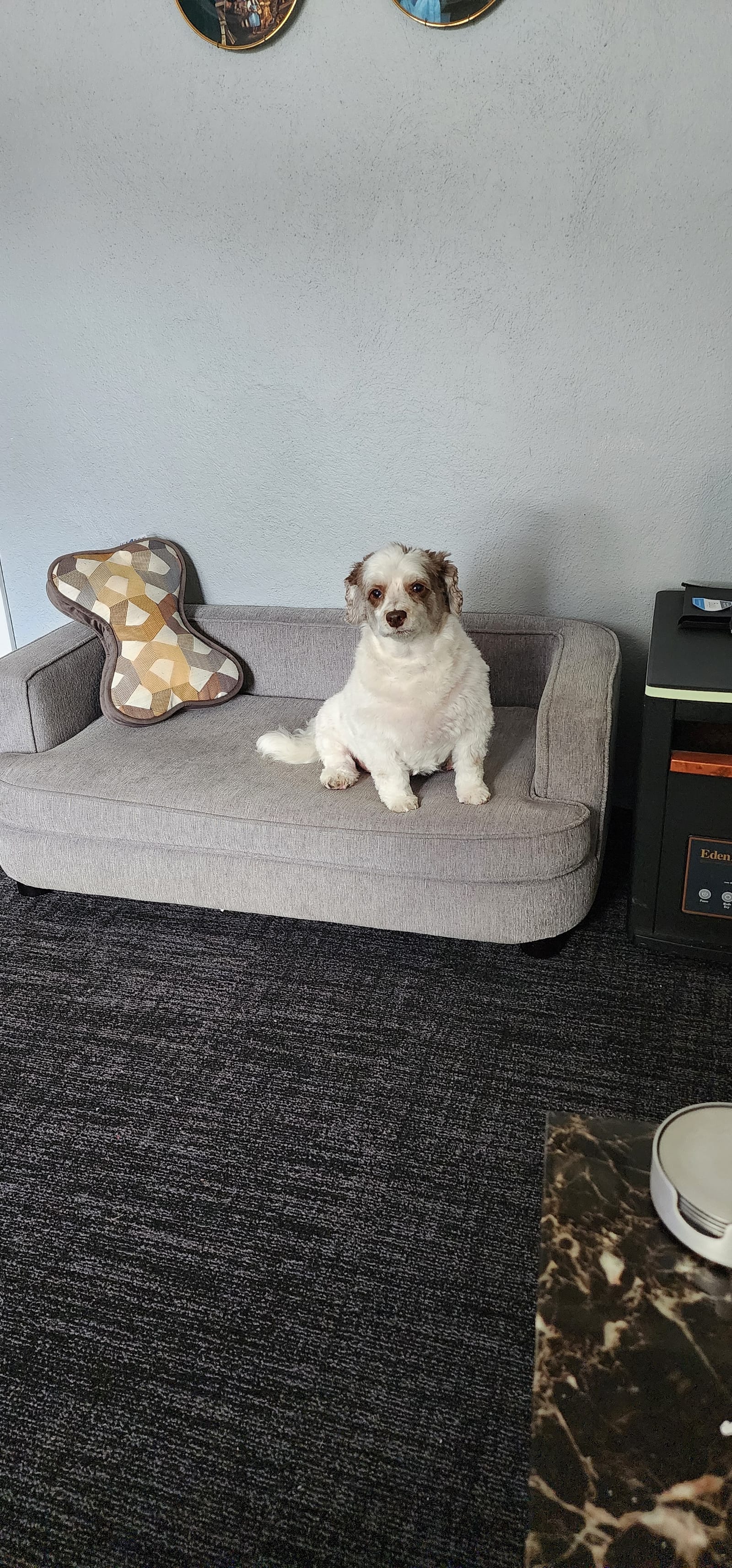 Petspiration Spotlight: Harley