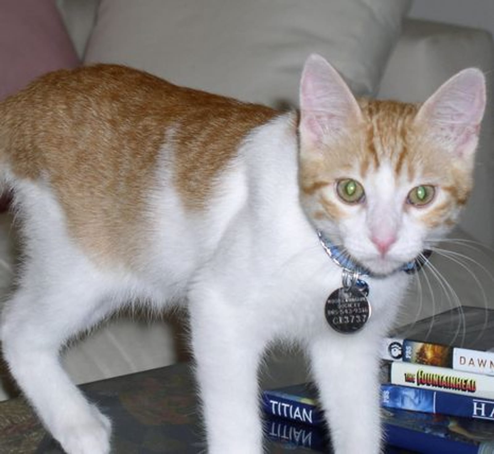 Petspiration Spotlight: Harry