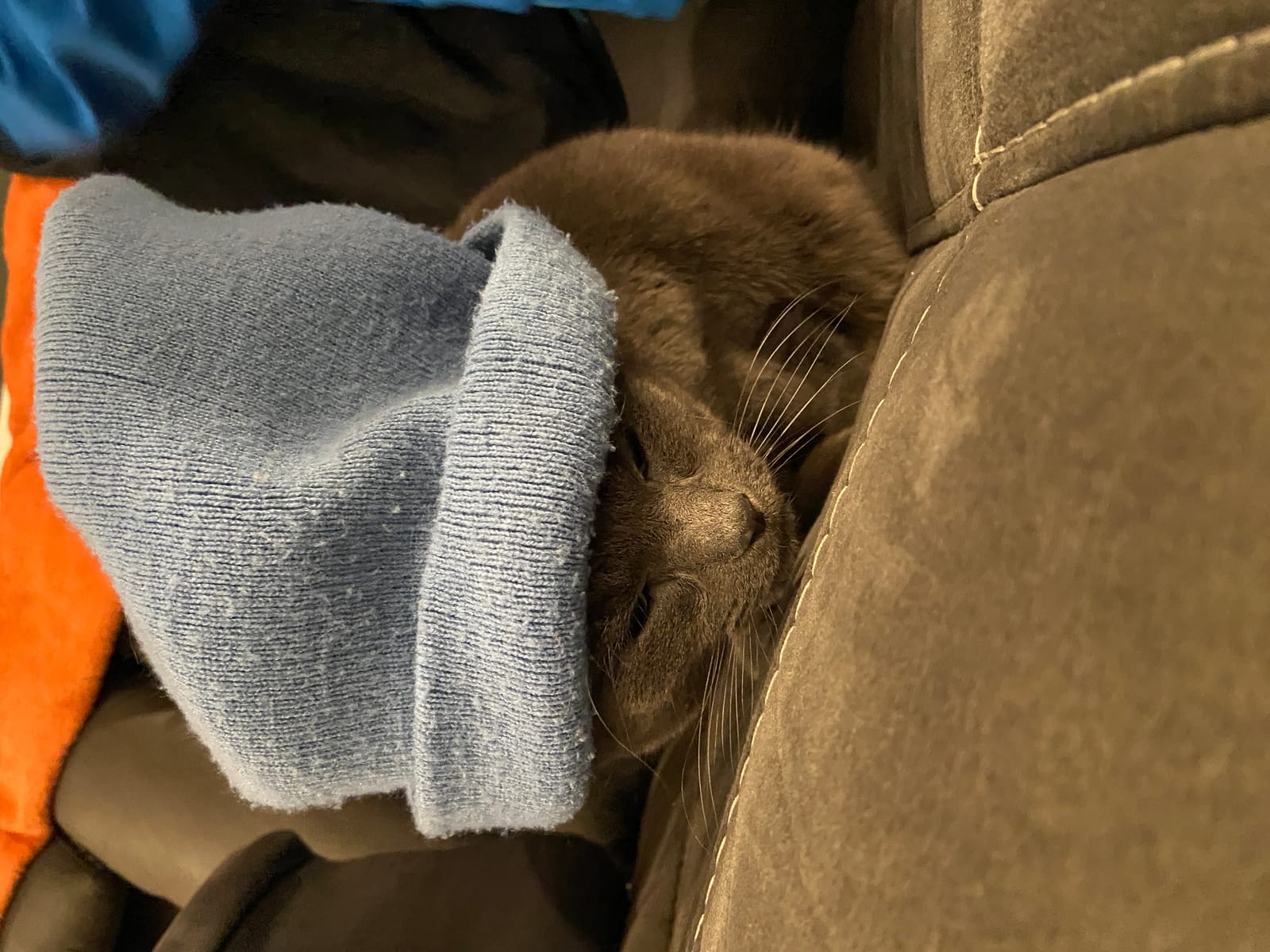 Petspiration Spotlight: Harry Beauford