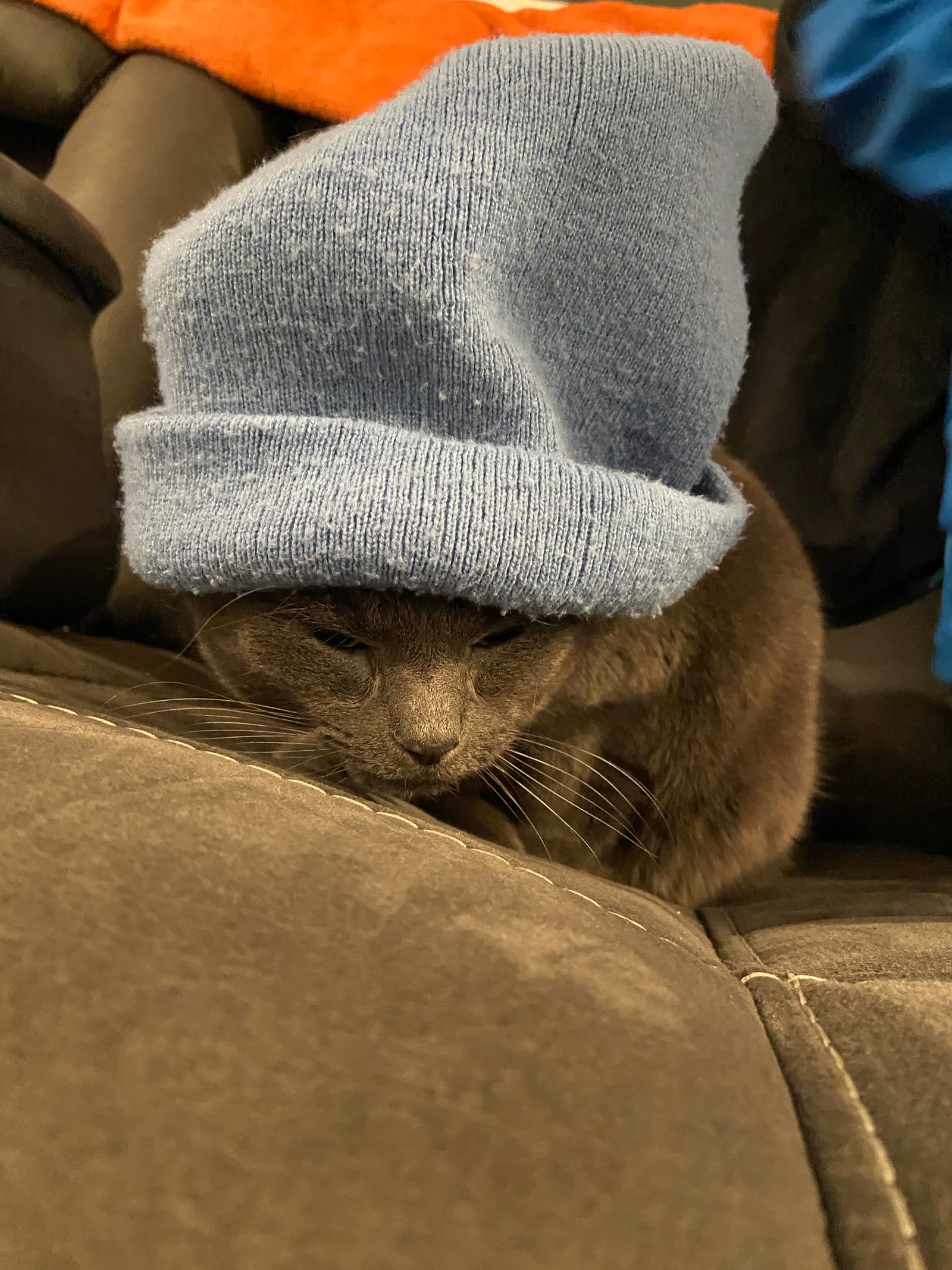 Petspiration Spotlight: Harry Beauford