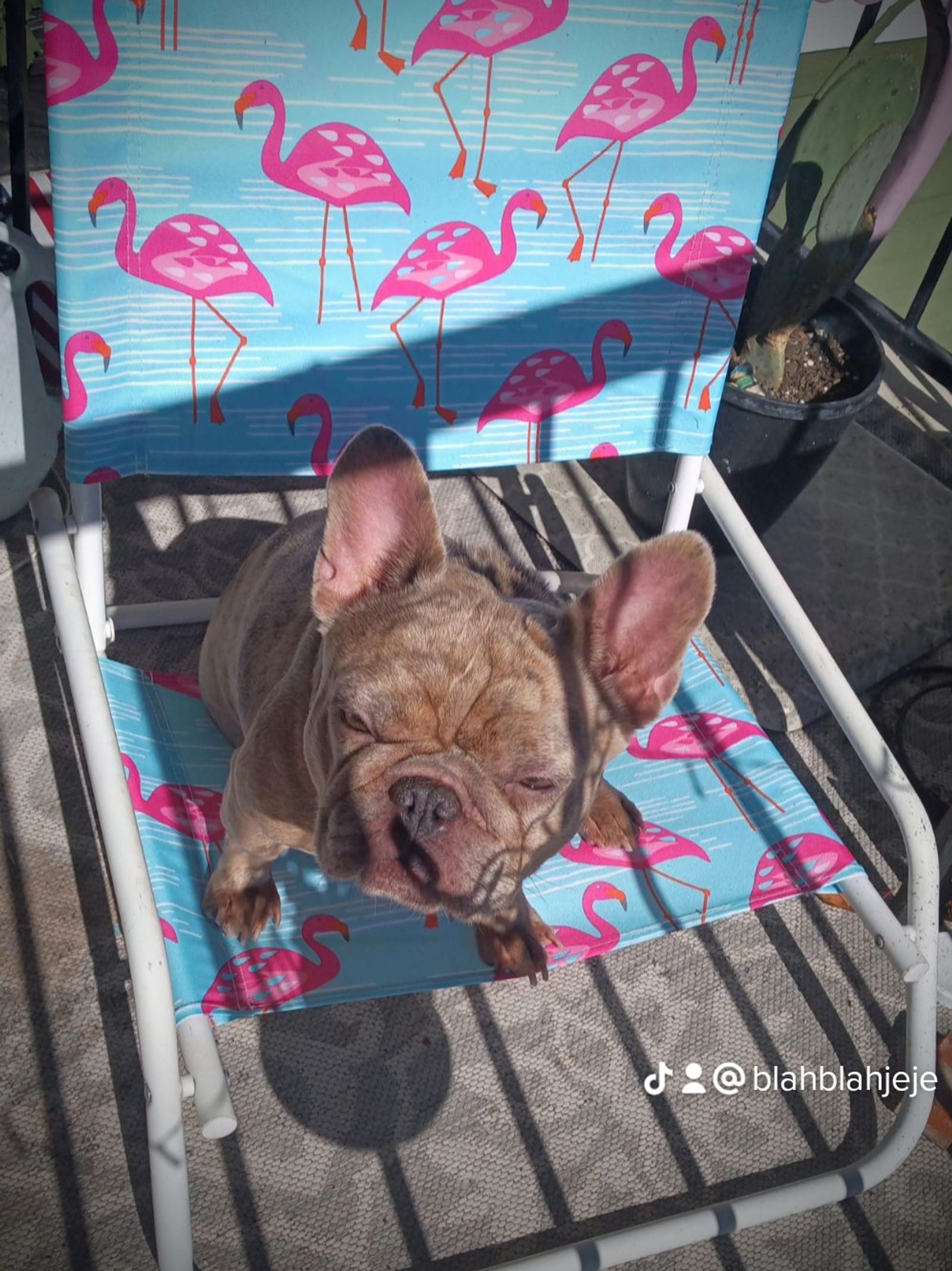Petspiration Spotlight: Hattie Mae LaRue