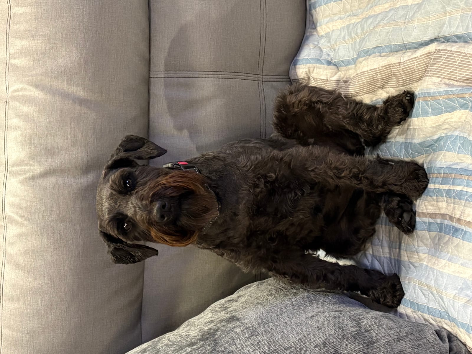 Petspiration Spotlight: Heidi