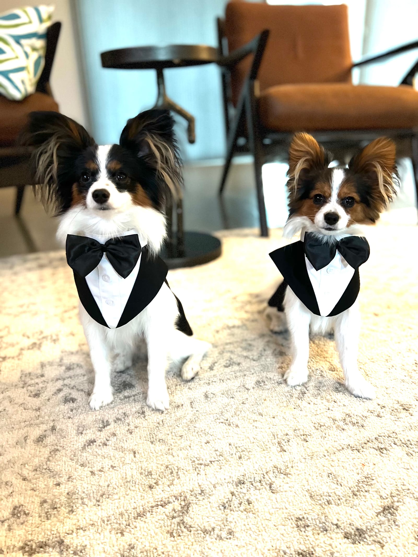 Petspiration Spotlight: Henry (with an i) and Fig Newton