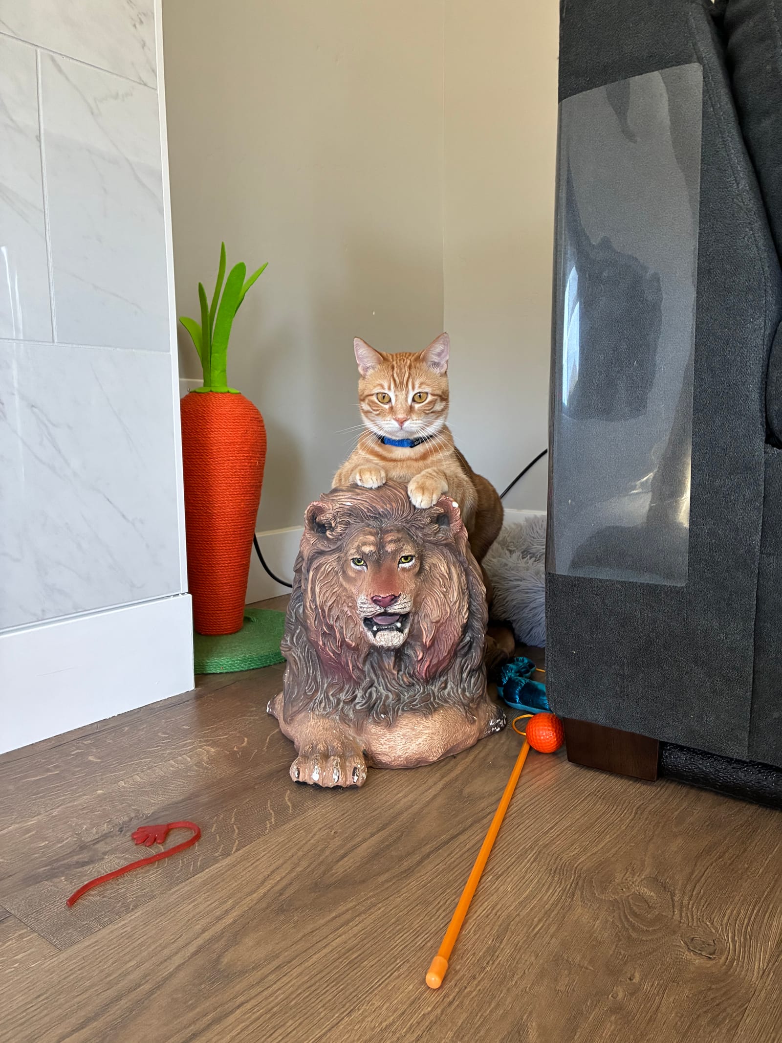 Petspiration Spotlight: Holly